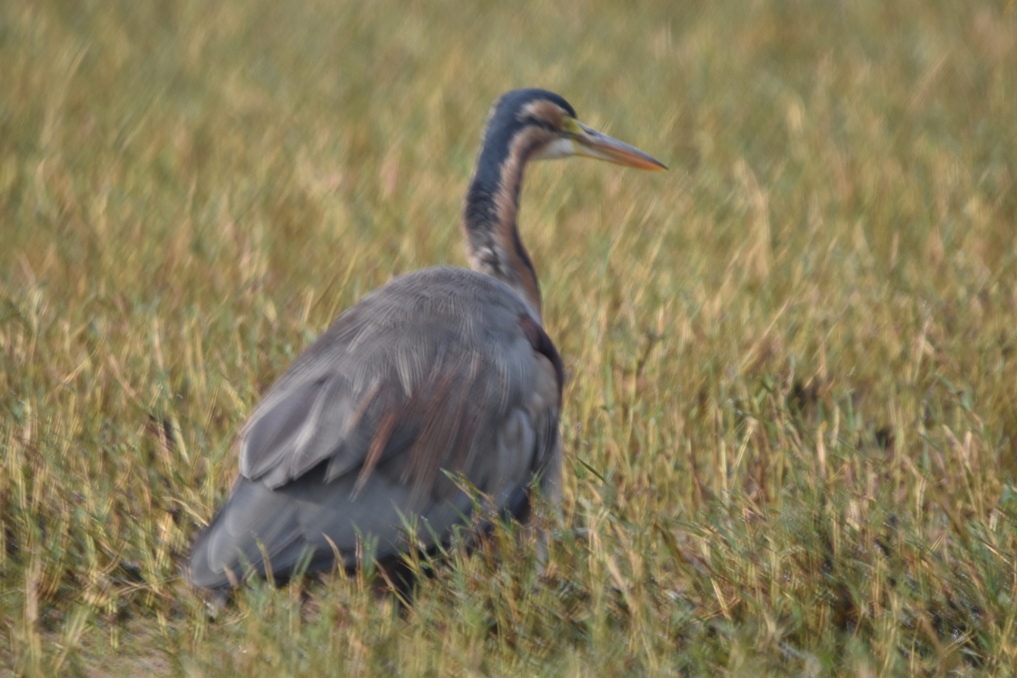 Sigma 150-600mm F5-6.3 DG OS HSM | C sample photo