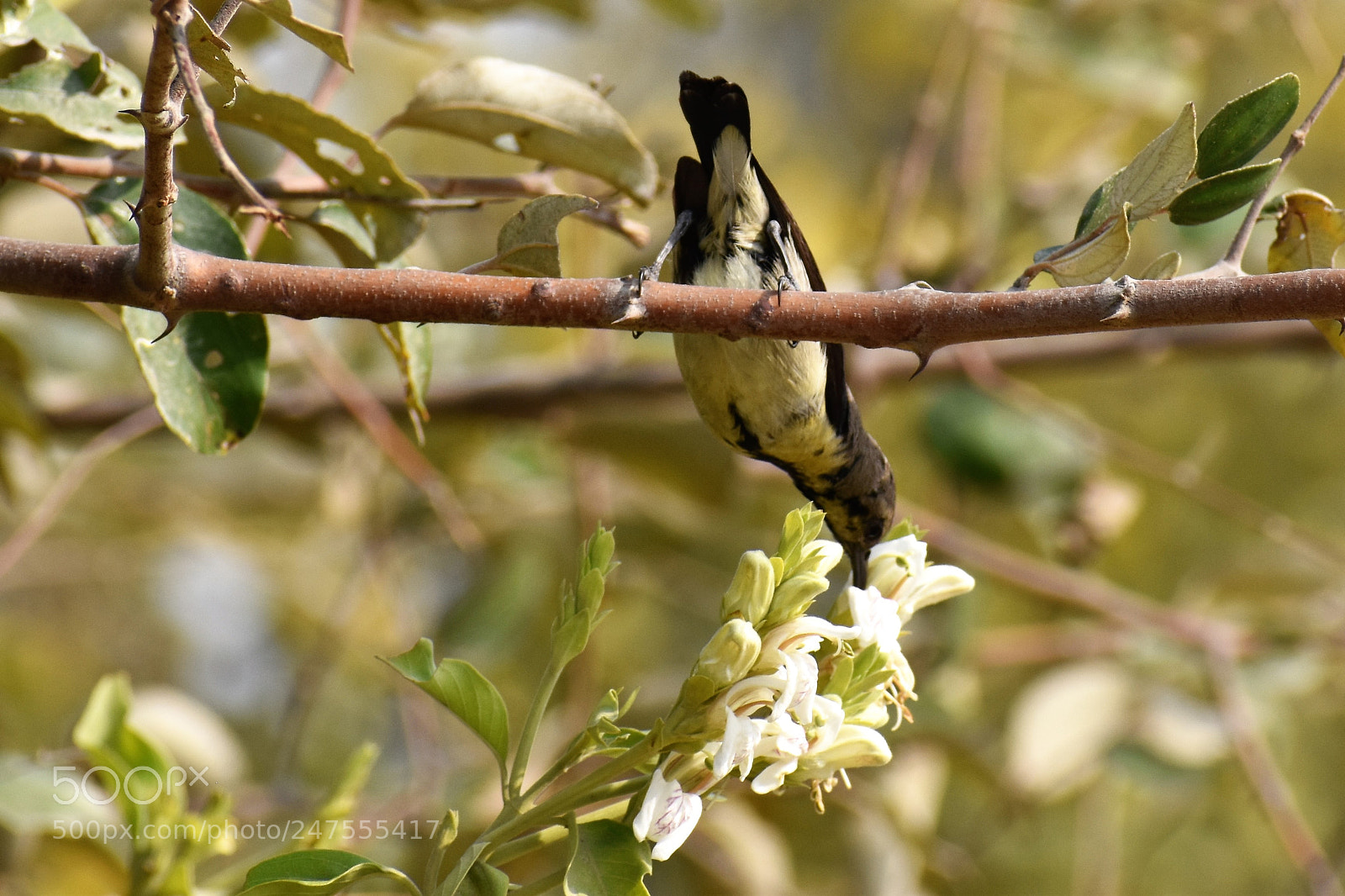 Nikon D5500 sample photo. Untitled photography