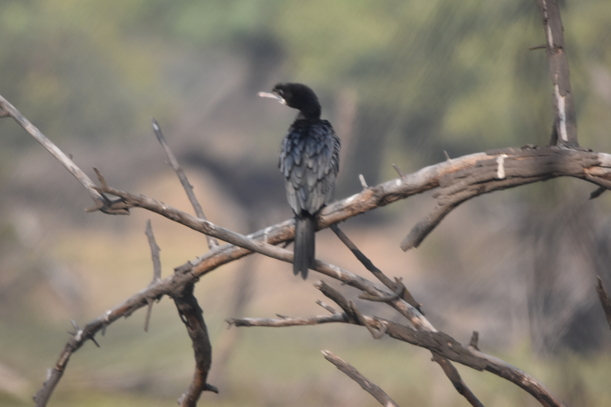 Sigma 150-600mm F5-6.3 DG OS HSM | C sample photo