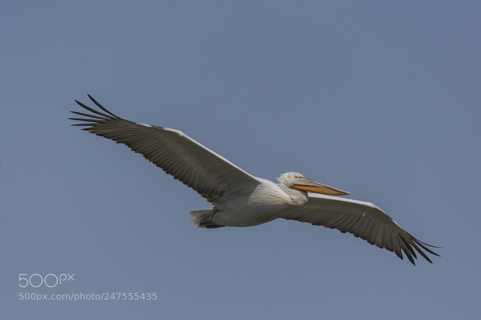 Nikon D7200 sample photo. Dalmatian pelican photography