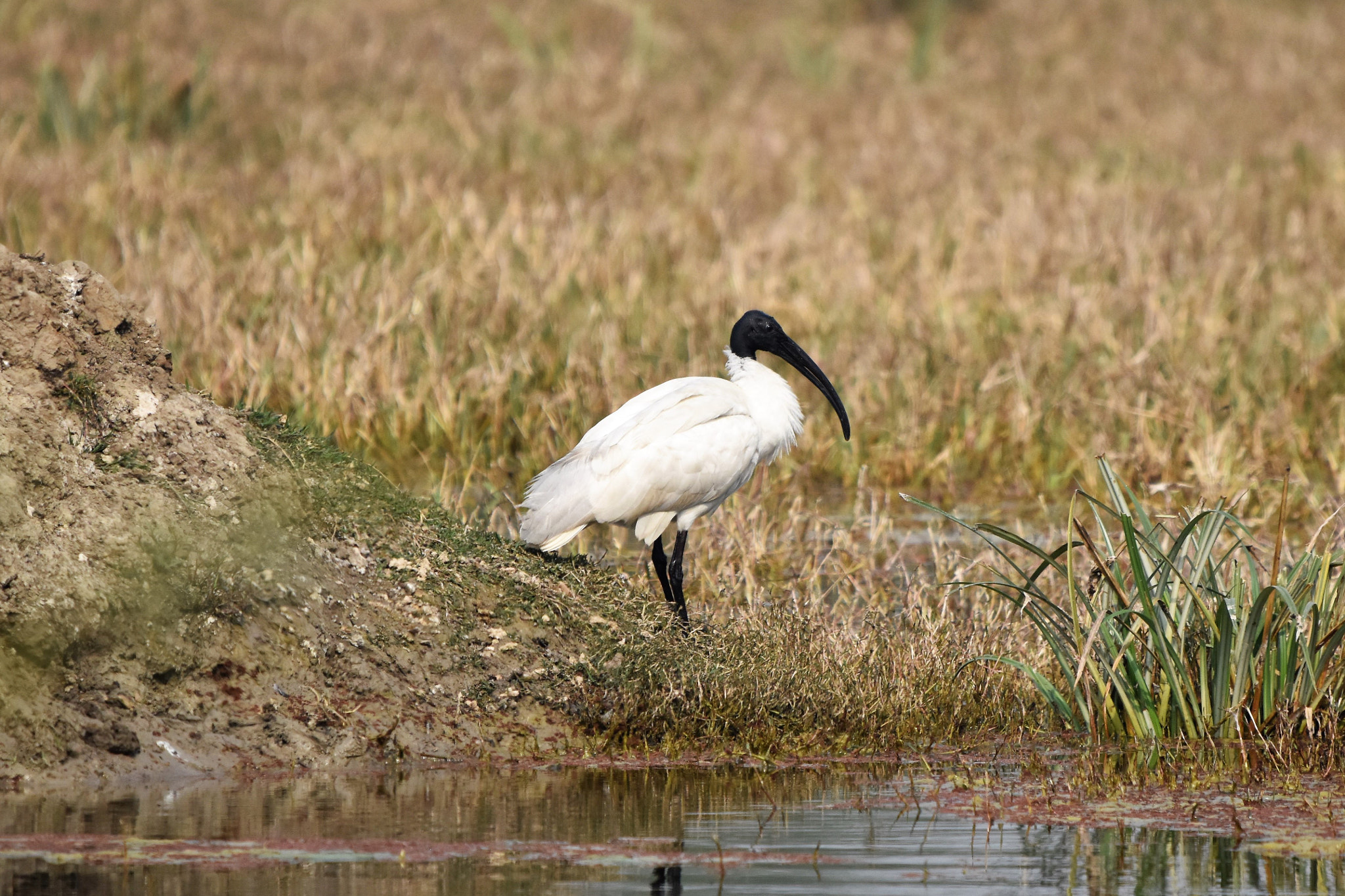 Nikon D5500 + Sigma 150-600mm F5-6.3 DG OS HSM | C sample photo