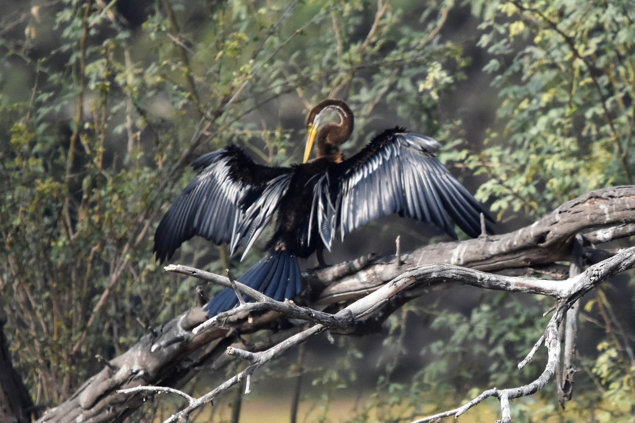 Nikon D5500 + Sigma 150-600mm F5-6.3 DG OS HSM | C sample photo