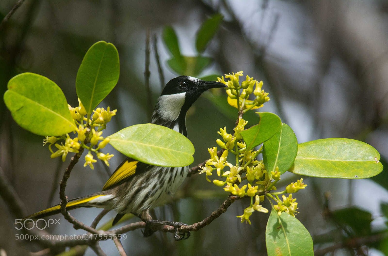 Nikon D7100 sample photo. New holland honeyeater photography
