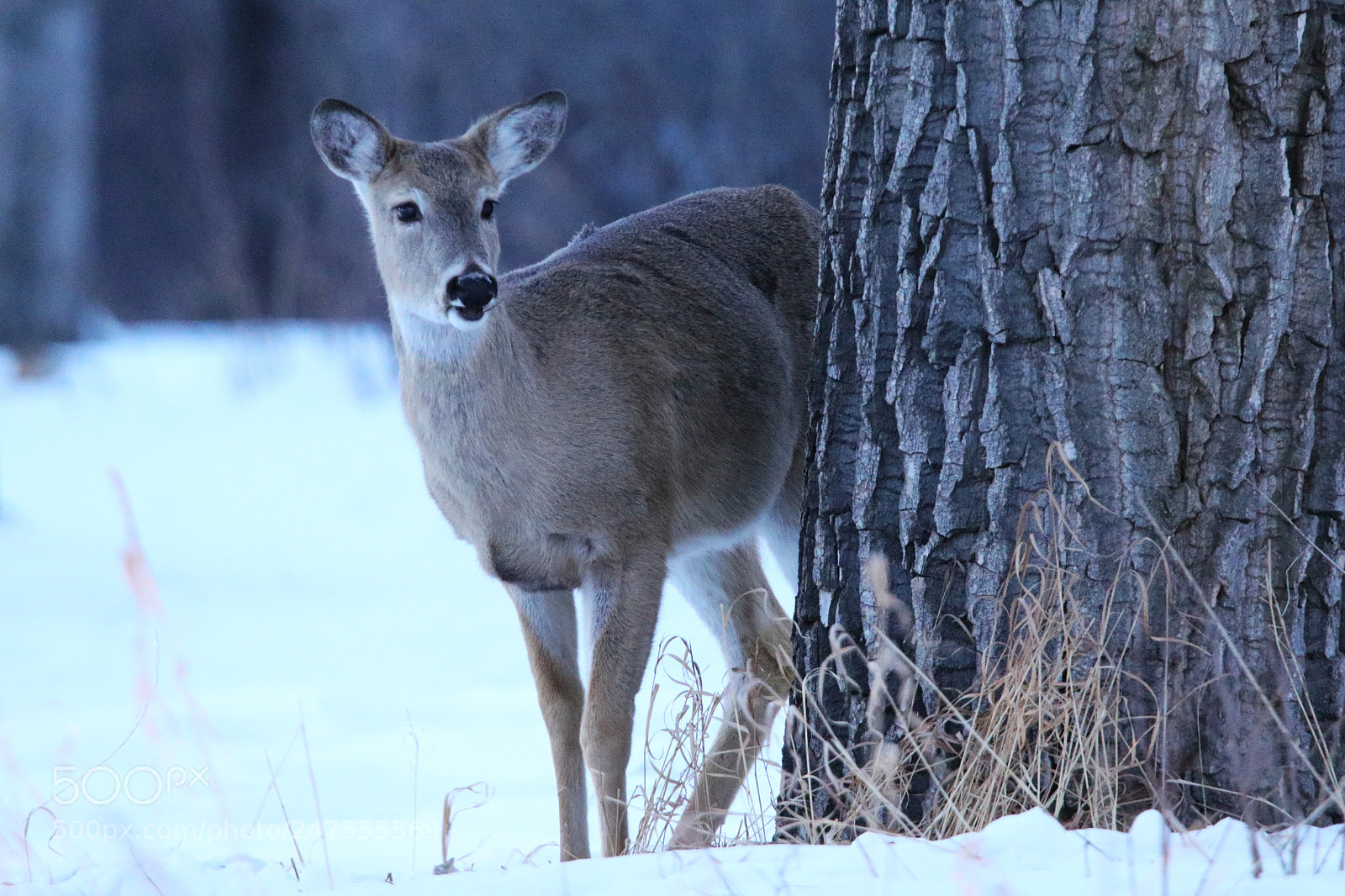 Canon EOS 80D sample photo. Whitetail fawn photography