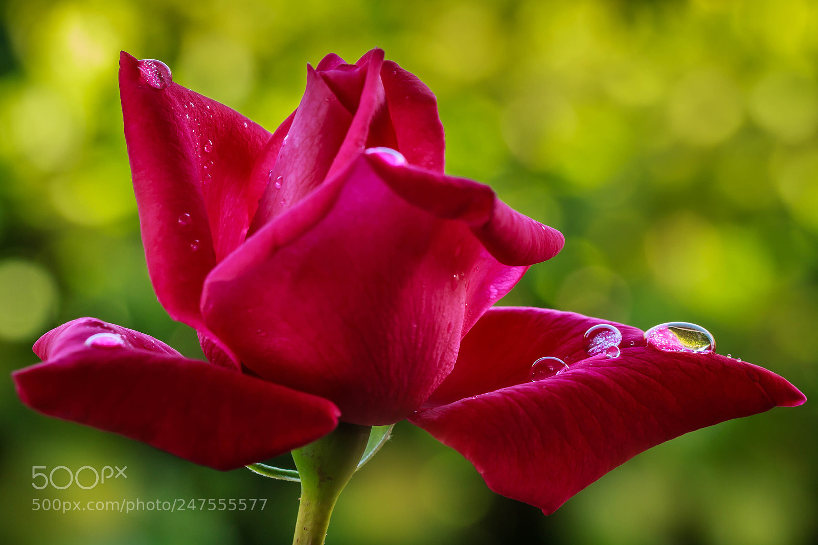Canon EOS 600D (Rebel EOS T3i / EOS Kiss X5) sample photo. Red rose photography