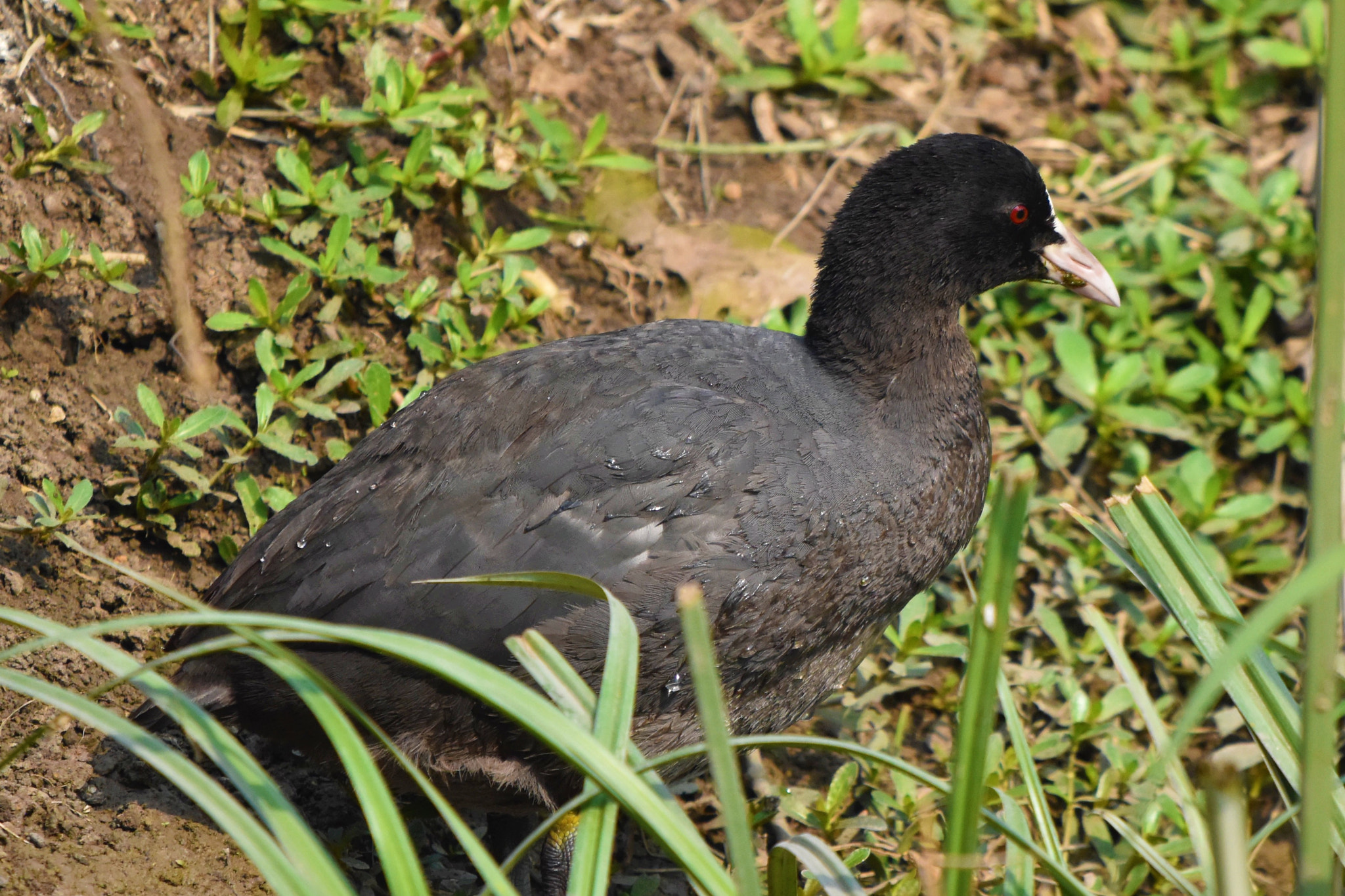 Sigma 150-600mm F5-6.3 DG OS HSM | C sample photo