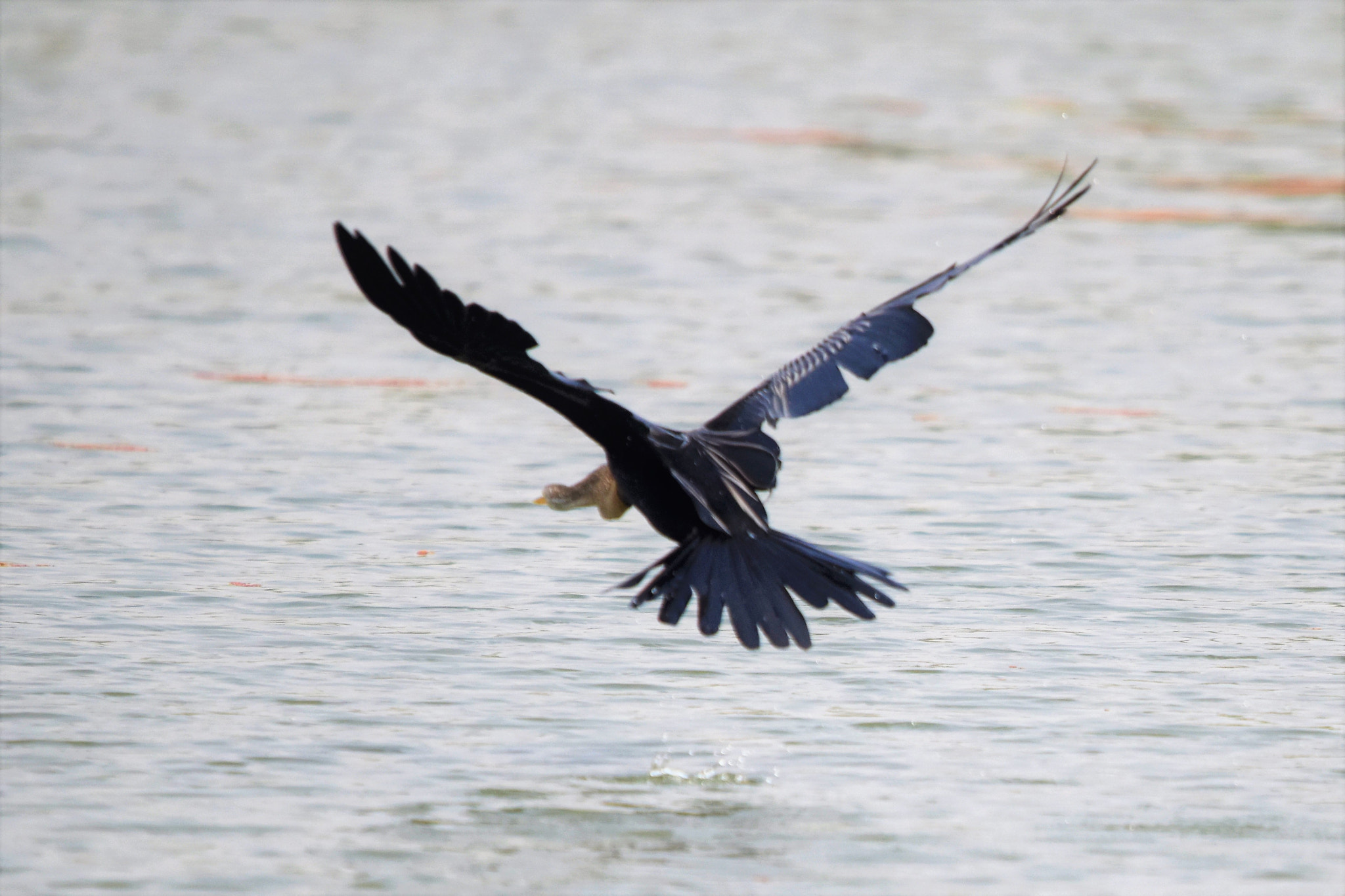Sigma 150-600mm F5-6.3 DG OS HSM | C sample photo
