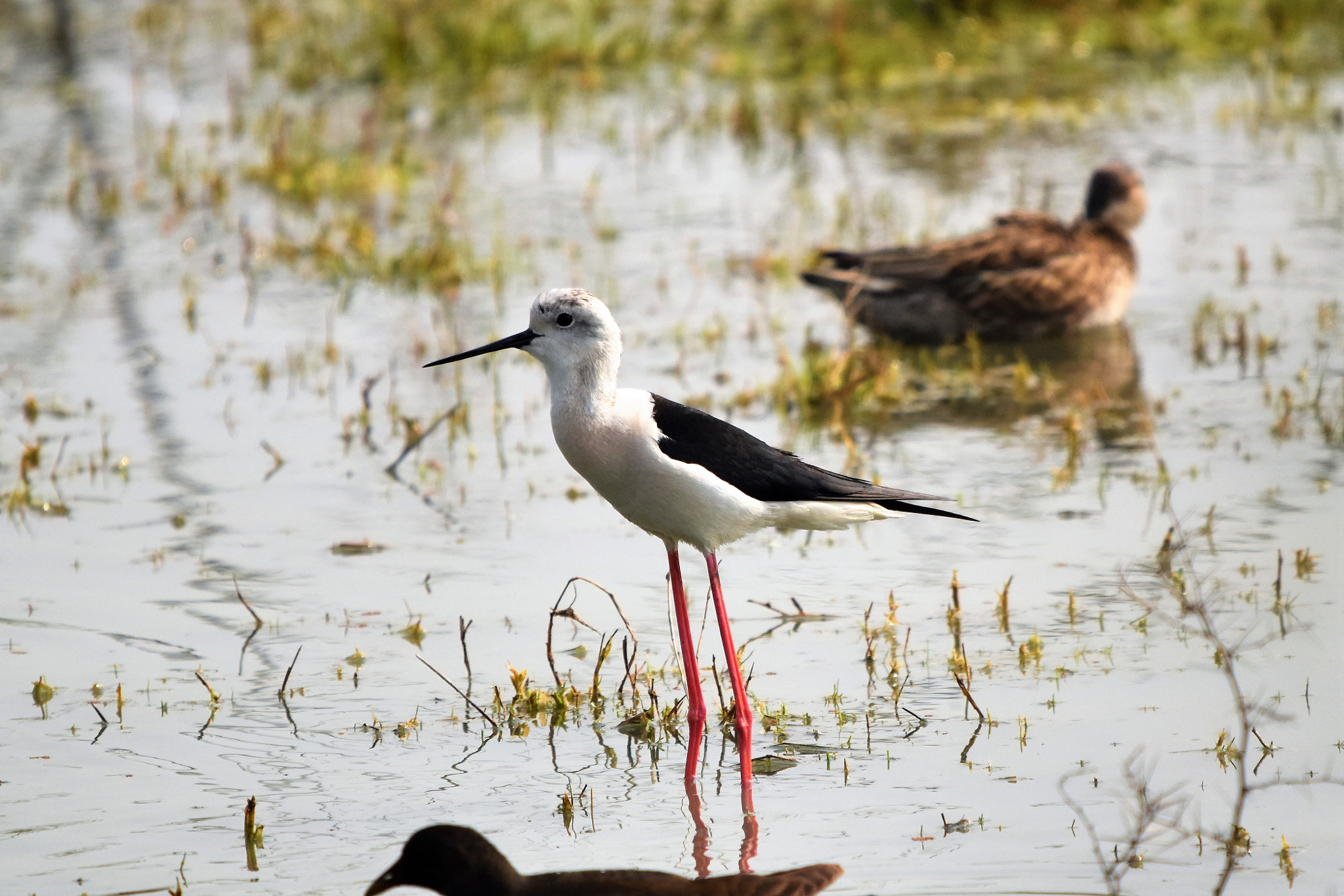 Sigma 150-600mm F5-6.3 DG OS HSM | C sample photo