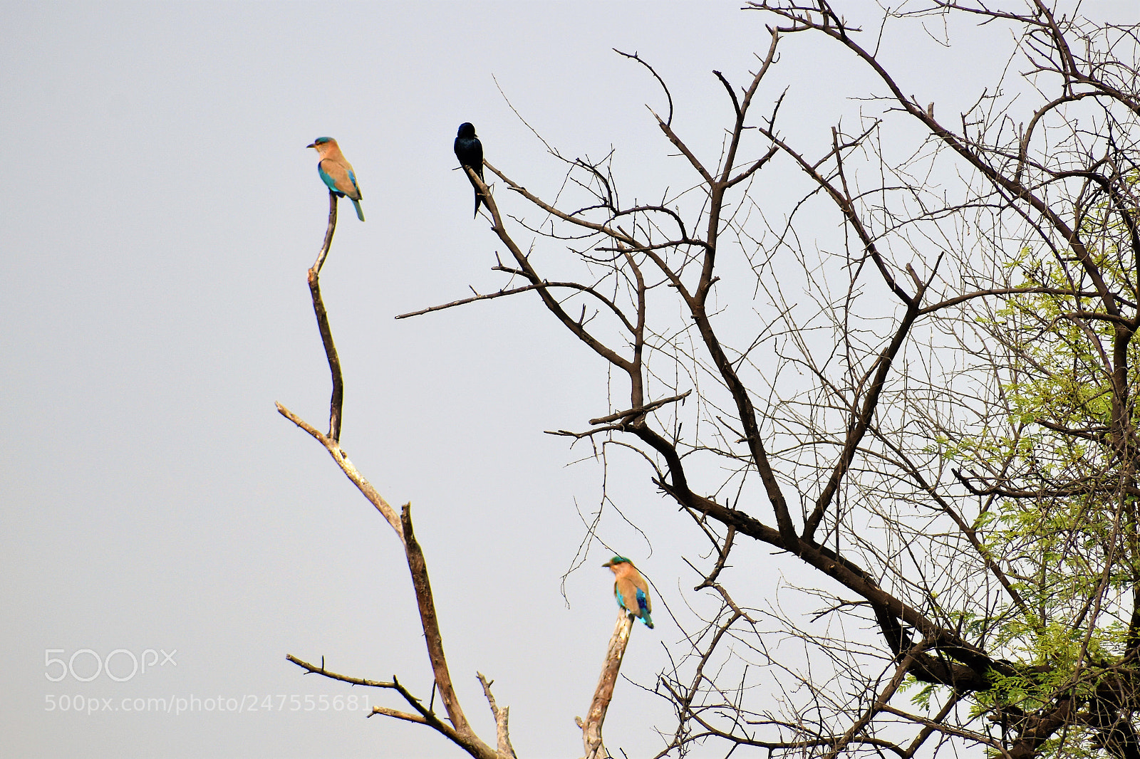 Nikon D5500 sample photo. Untitled photography