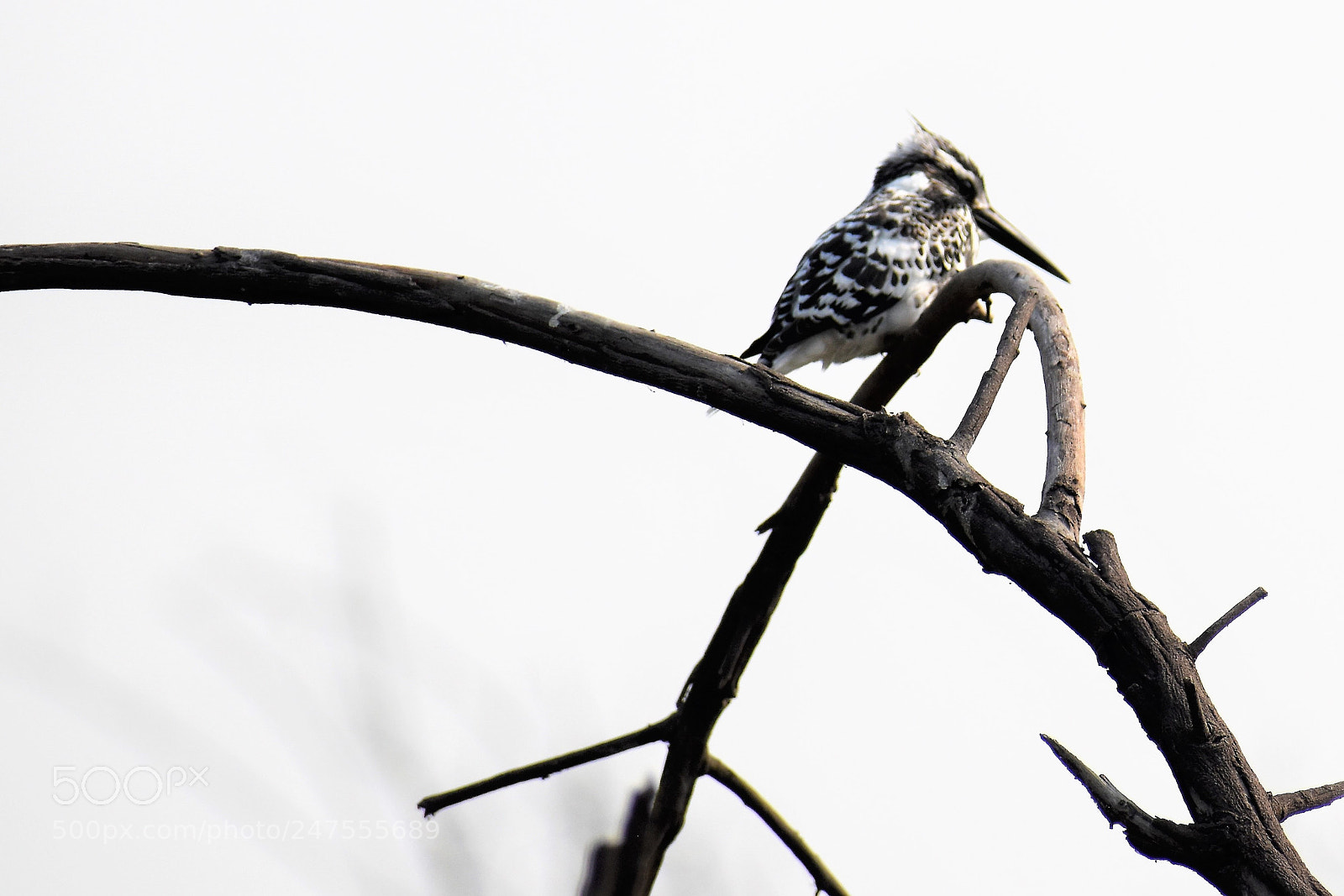 Nikon D5500 sample photo. Untitled photography
