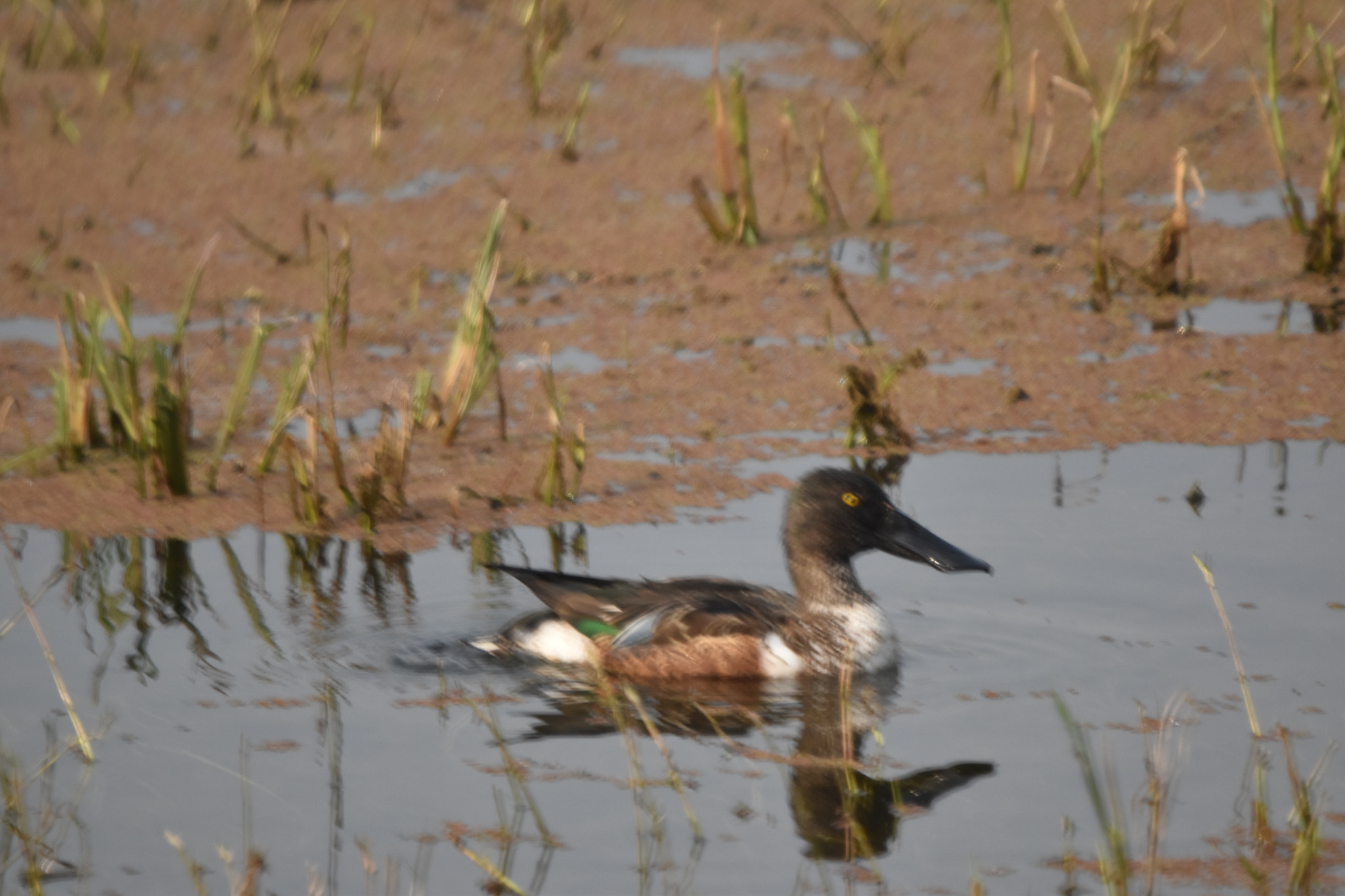 Sigma 150-600mm F5-6.3 DG OS HSM | C sample photo