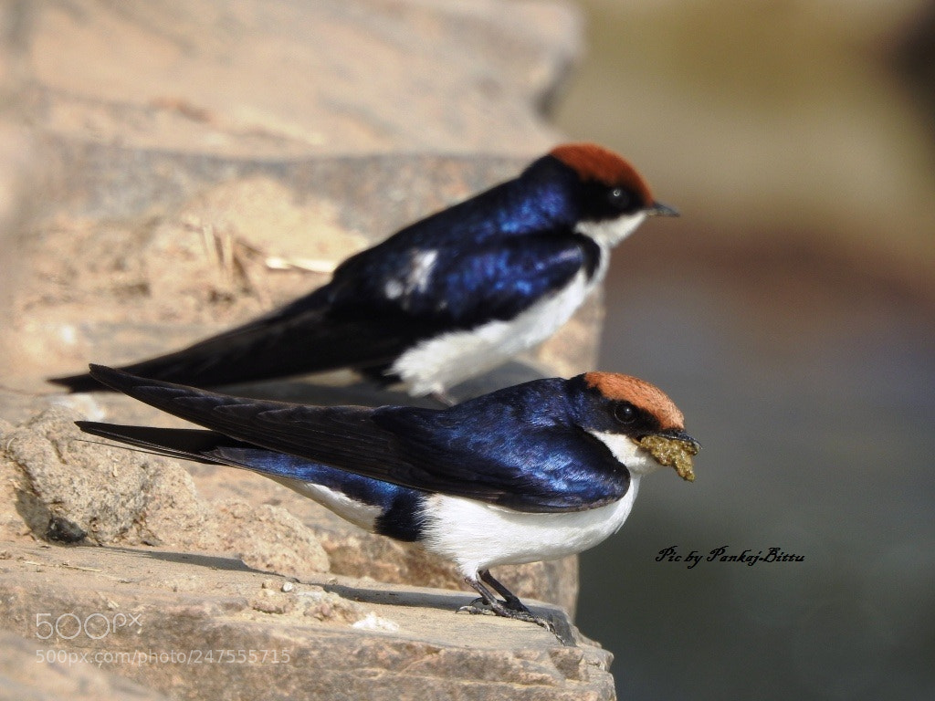 Nikon Coolpix P900 sample photo. Wire tailed swallow photography