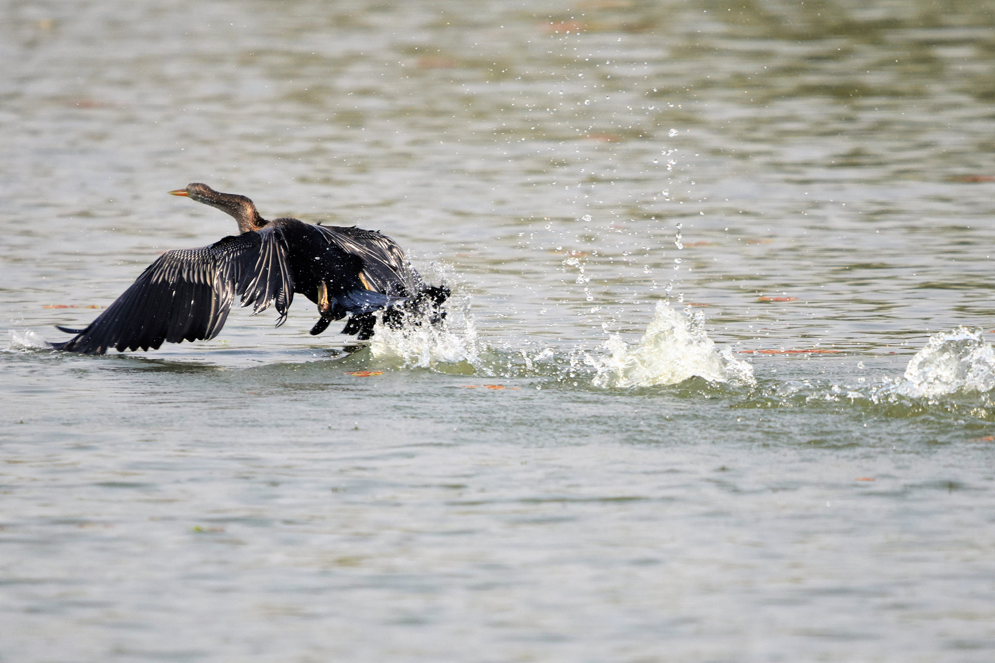 Nikon D5500 + Sigma 150-600mm F5-6.3 DG OS HSM | C sample photo