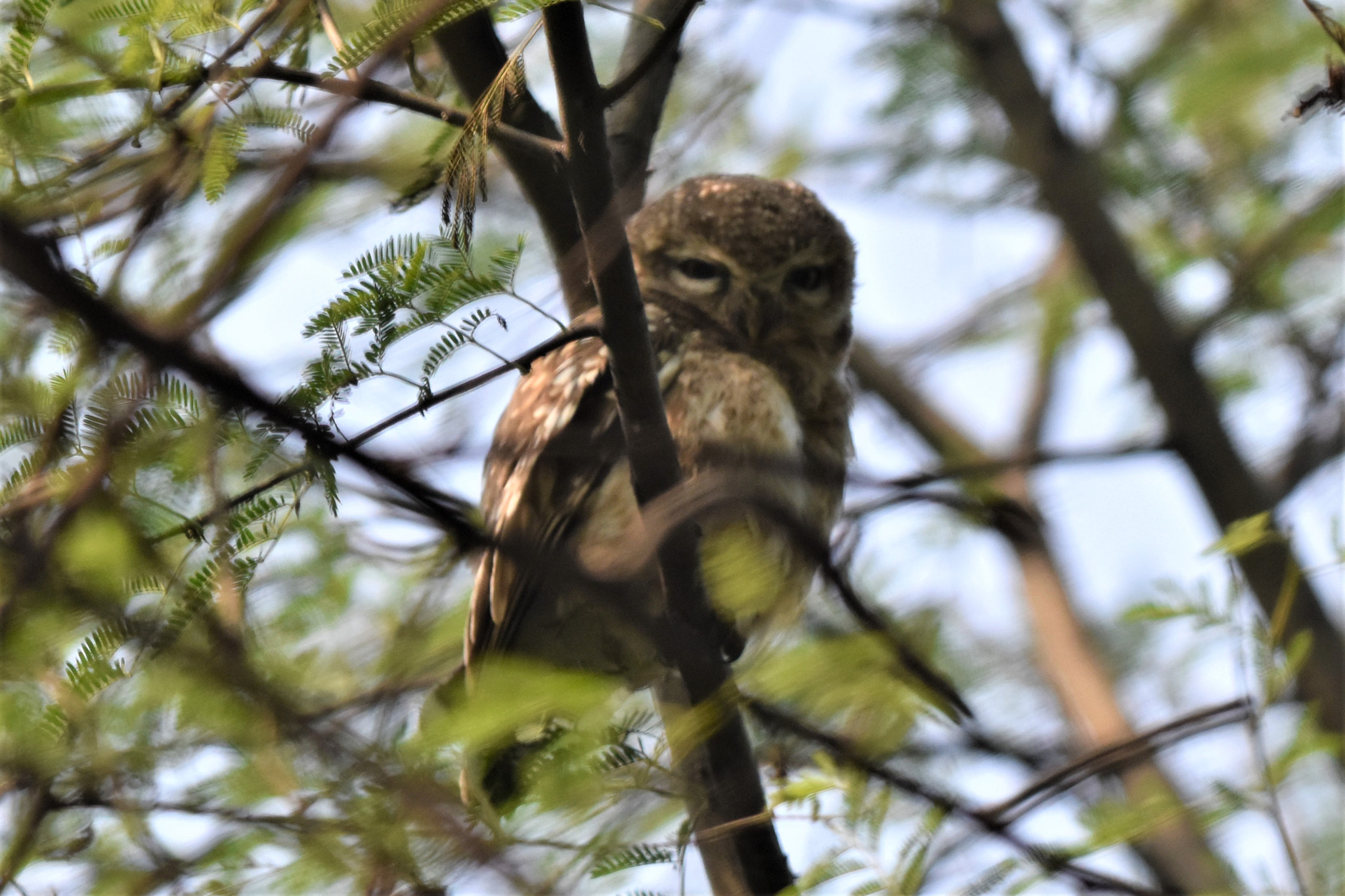 Sigma 150-600mm F5-6.3 DG OS HSM | C sample photo