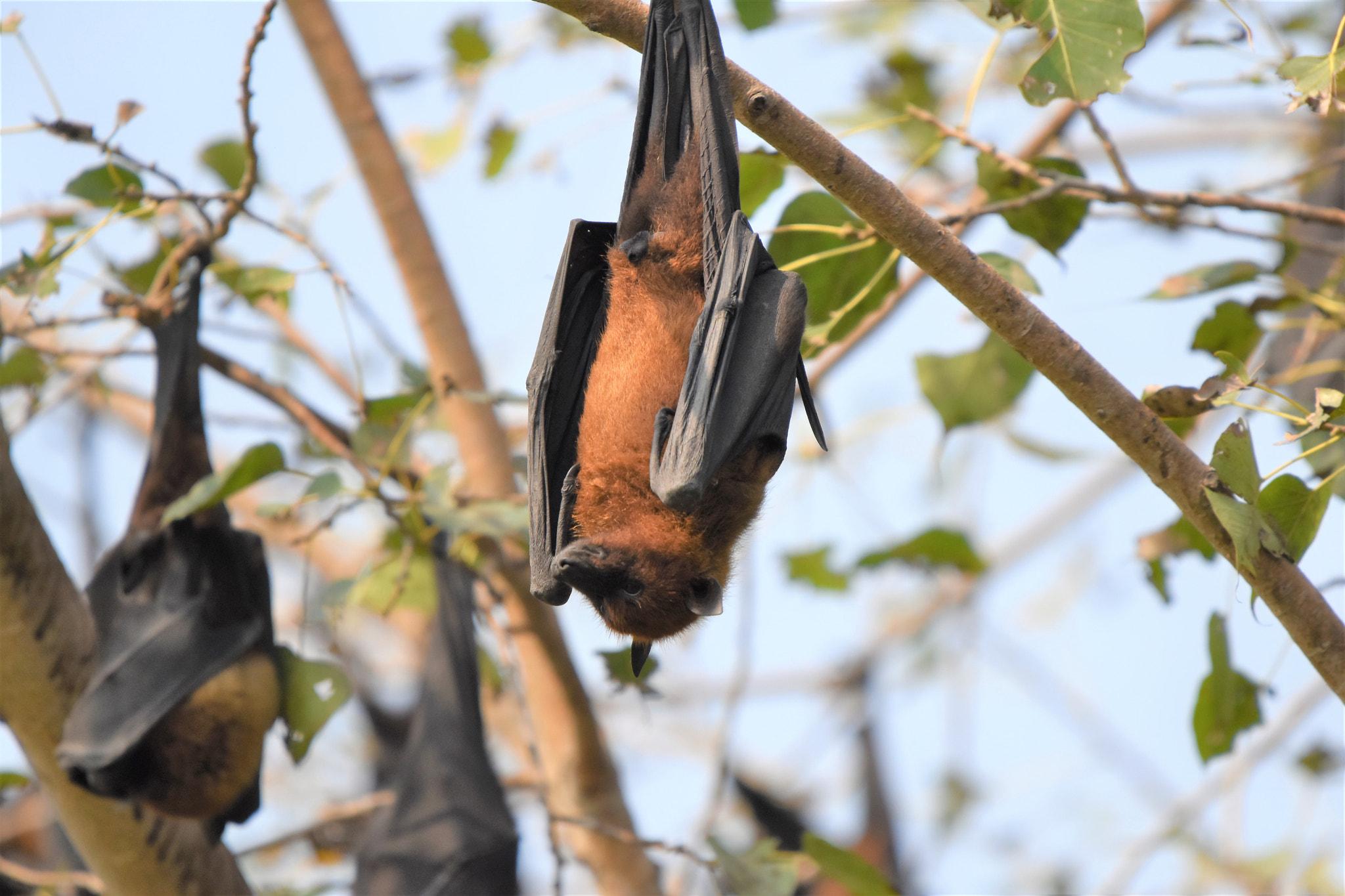 Nikon D5500 sample photo. Close-up of bat photography