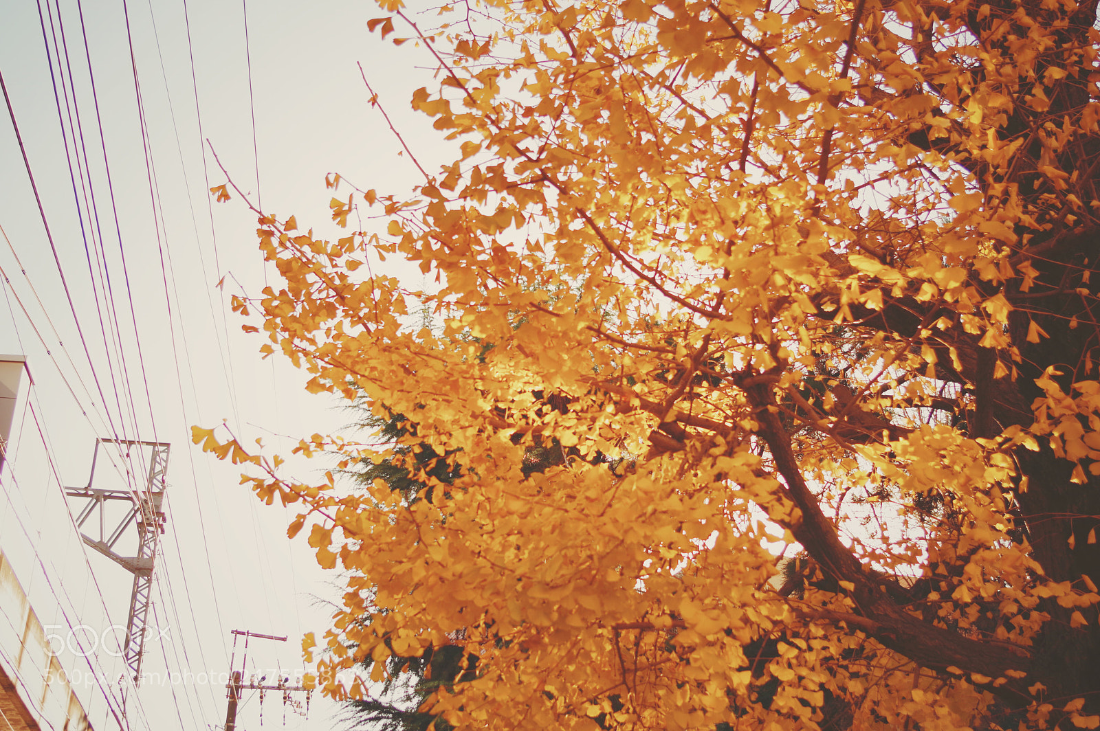 Pentax KP sample photo. 杏 photography