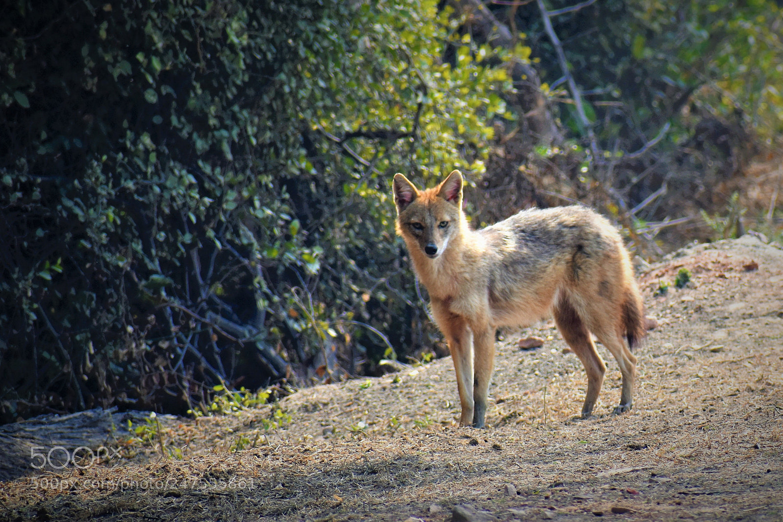 Nikon D5500 sample photo. Wolf photography