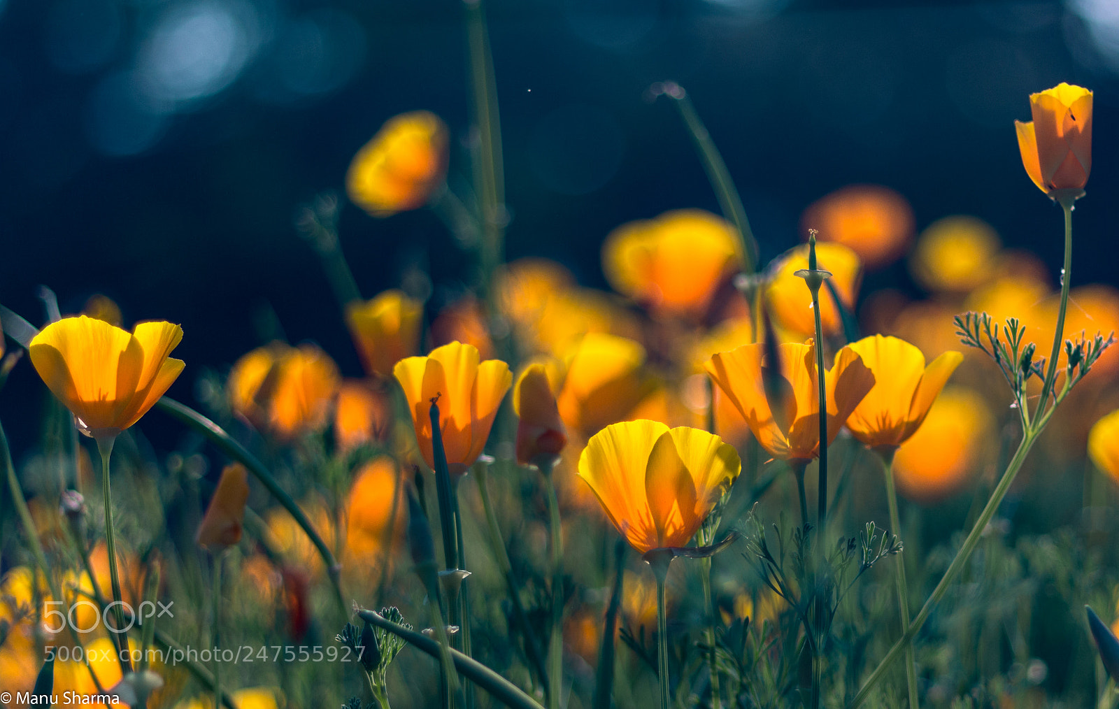 Canon EOS 550D (EOS Rebel T2i / EOS Kiss X4) sample photo. Poppies in backlight.. photography