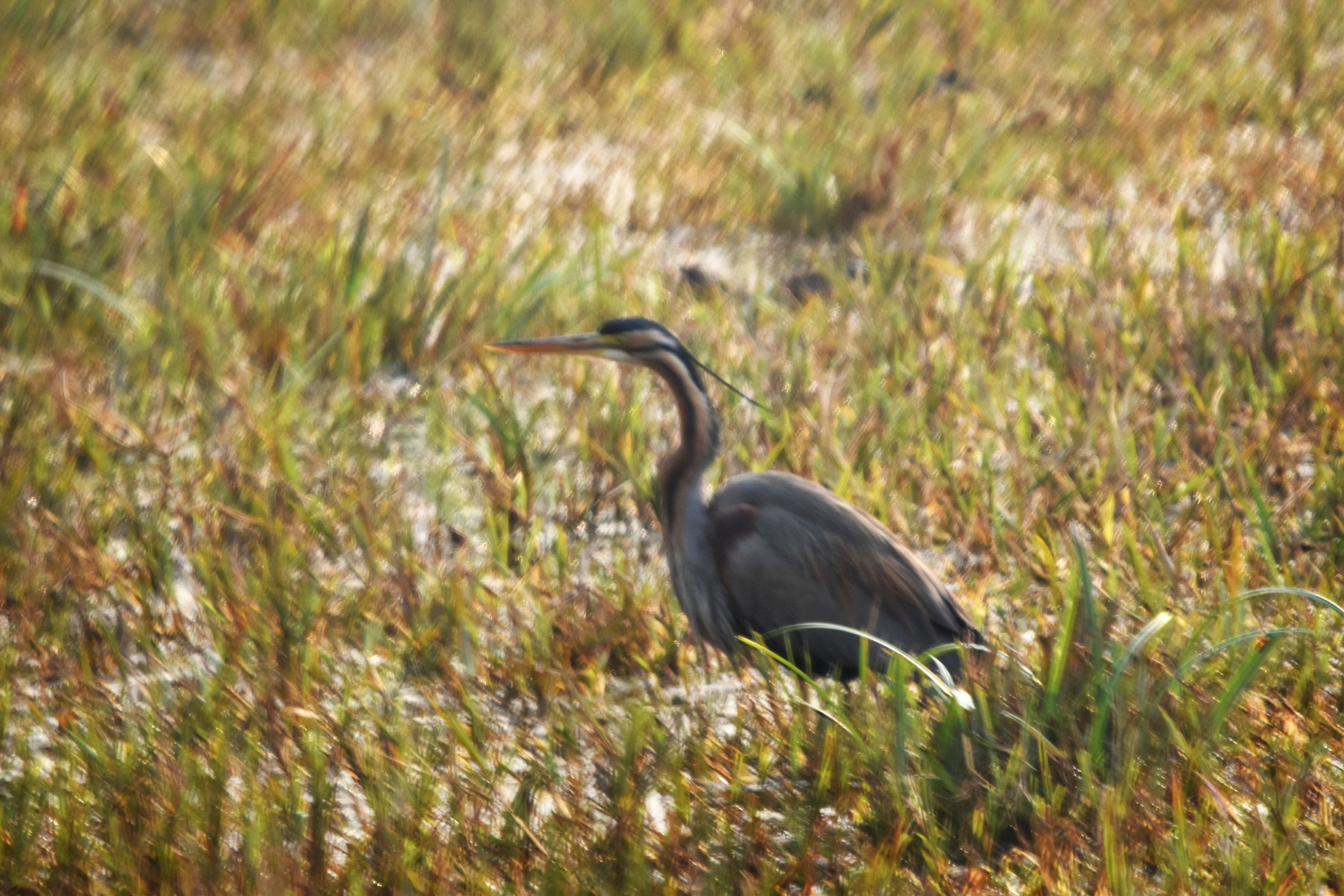 Sigma 150-600mm F5-6.3 DG OS HSM | C sample photo