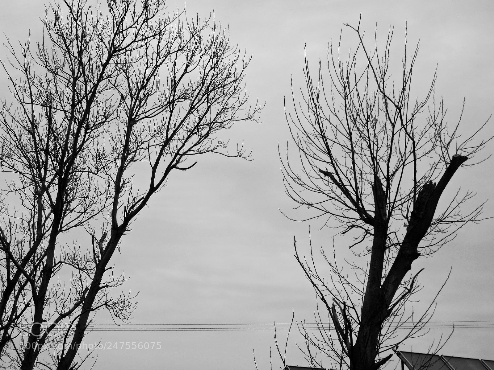 Canon PowerShot SX710 HS sample photo. Trees photography