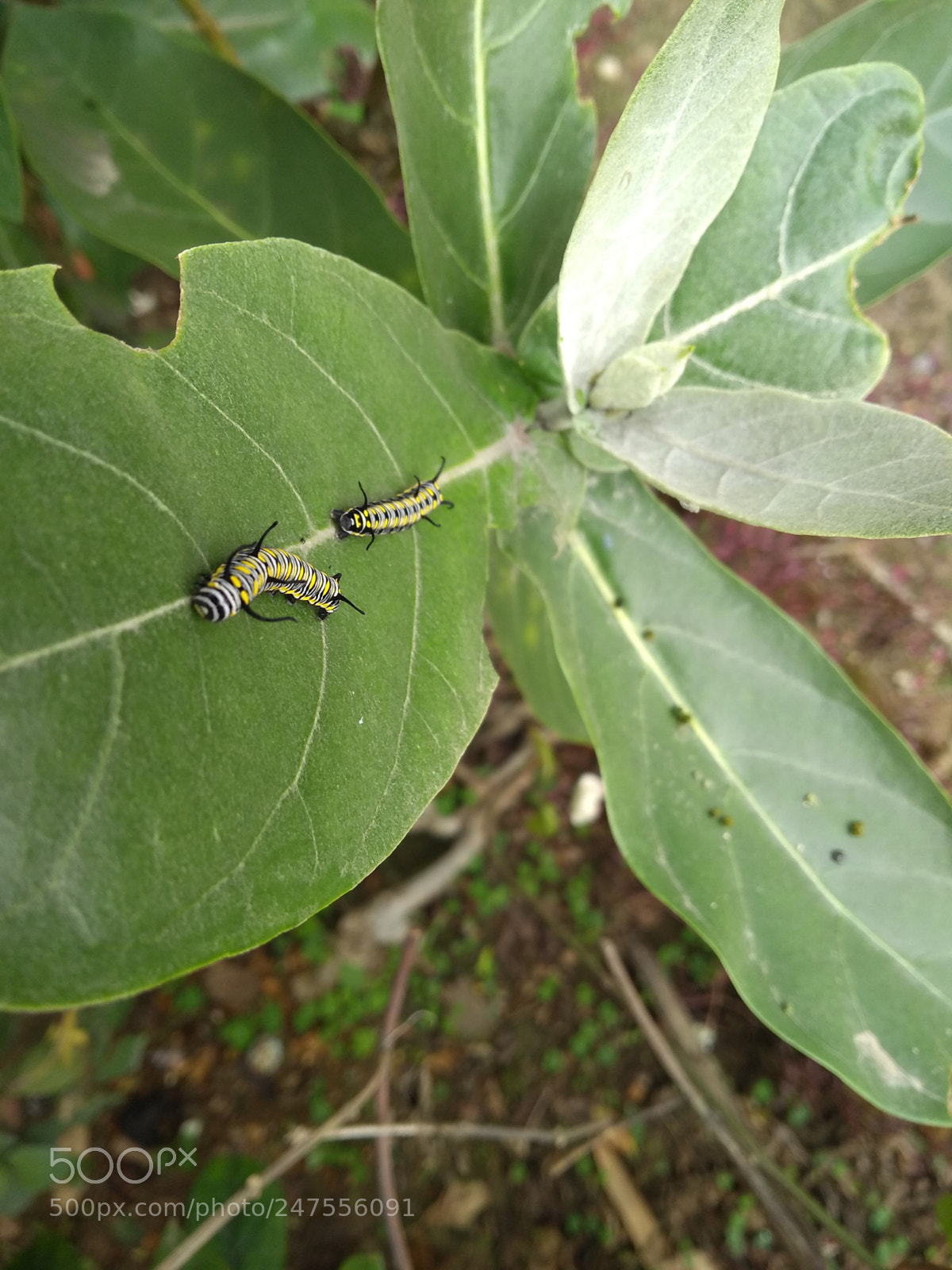 Motorola Moto G (5S) Plus sample photo. Garden photography
