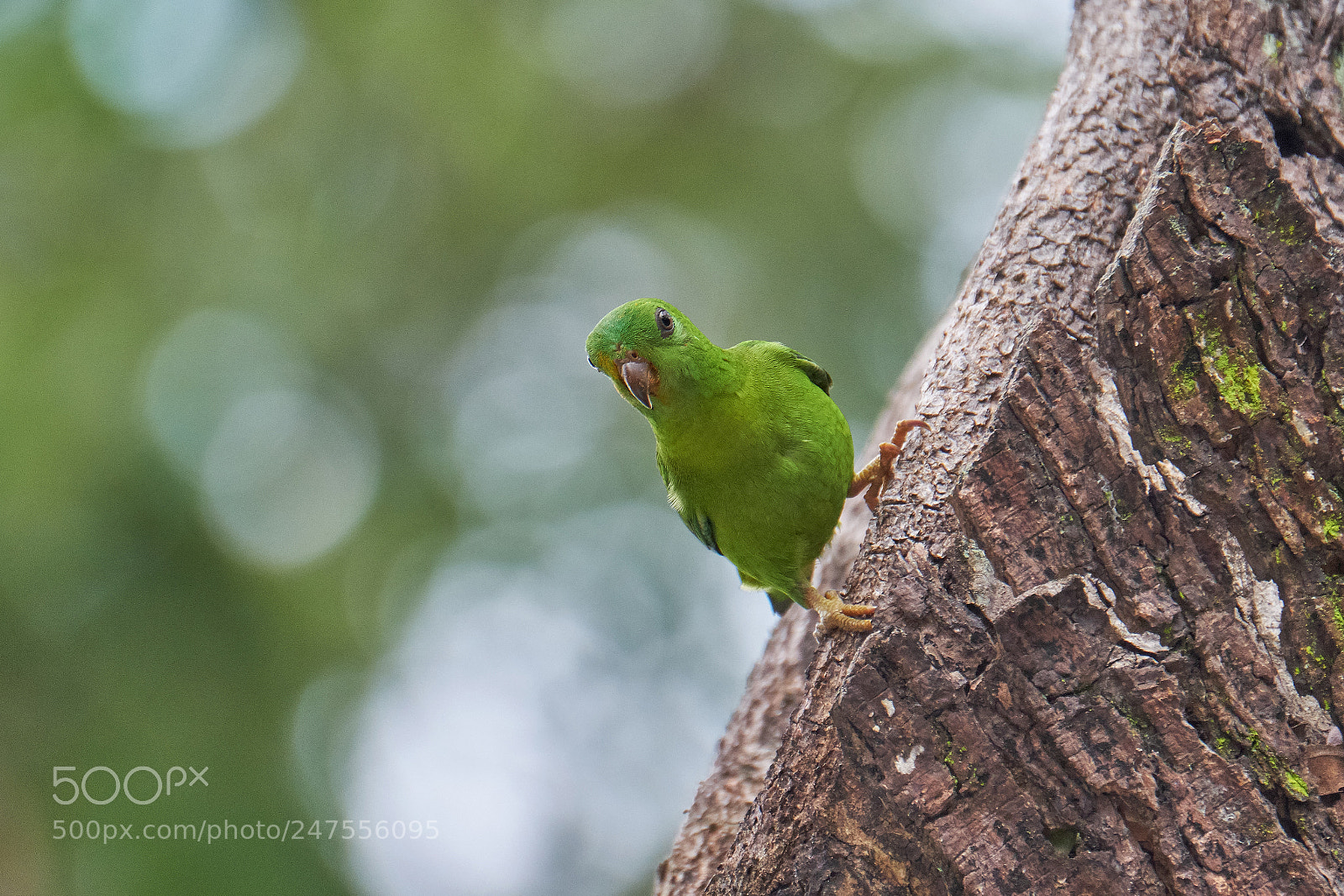 Fujifilm X-T2 sample photo. Female blue-crowned hanging parrot photography