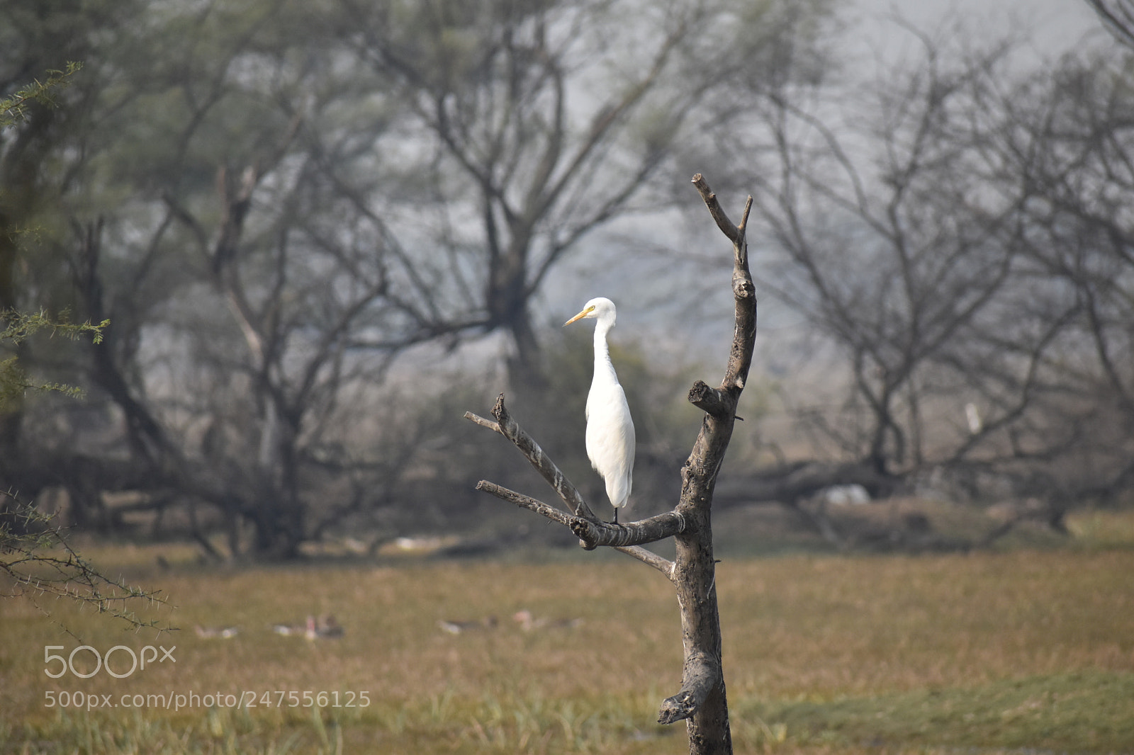 Nikon D5500 sample photo. Untitled photography