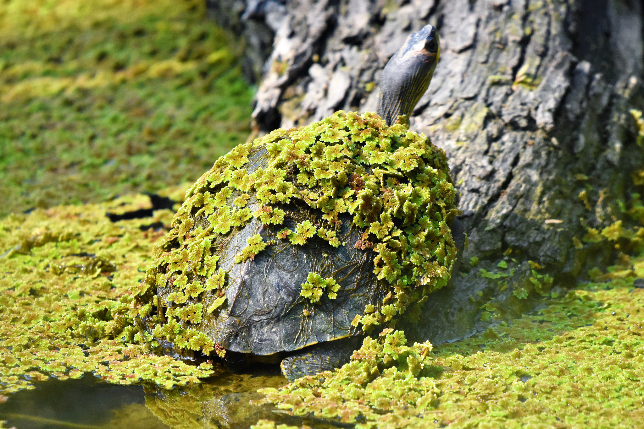 Nikon D5500 + Sigma 150-600mm F5-6.3 DG OS HSM | C sample photo. Turtle photography