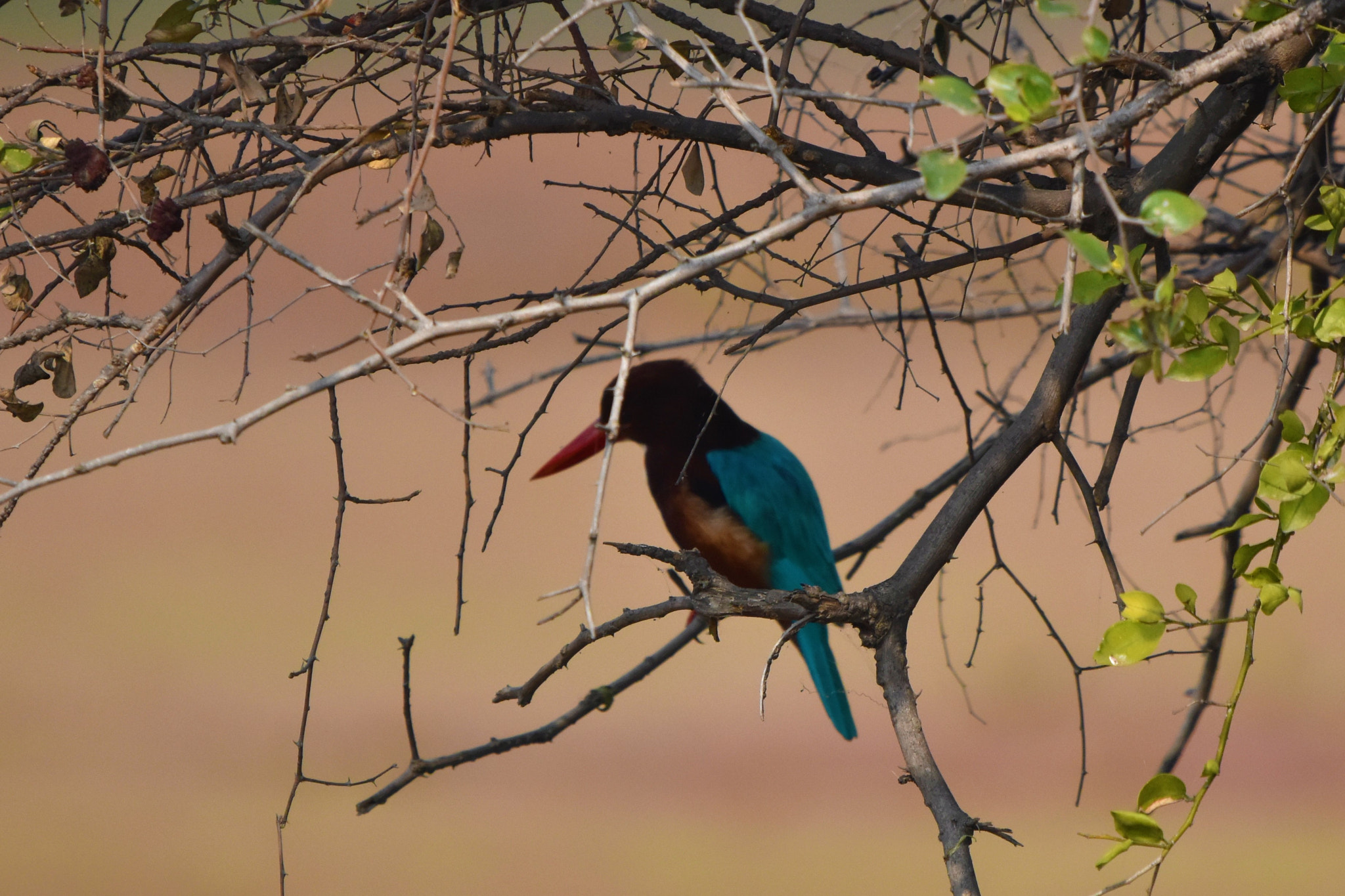 Sigma 150-600mm F5-6.3 DG OS HSM | C sample photo