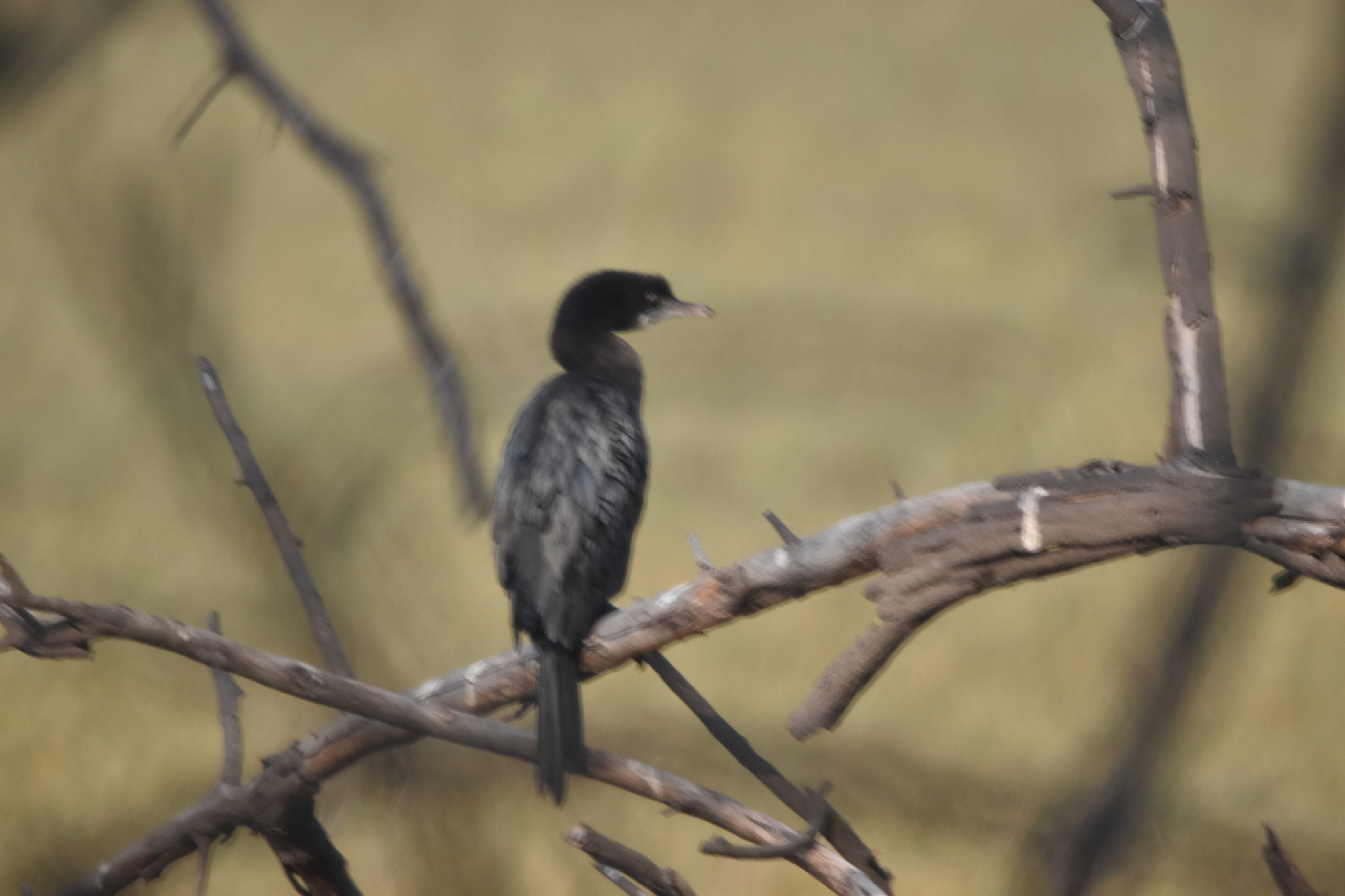 Sigma 150-600mm F5-6.3 DG OS HSM | C sample photo