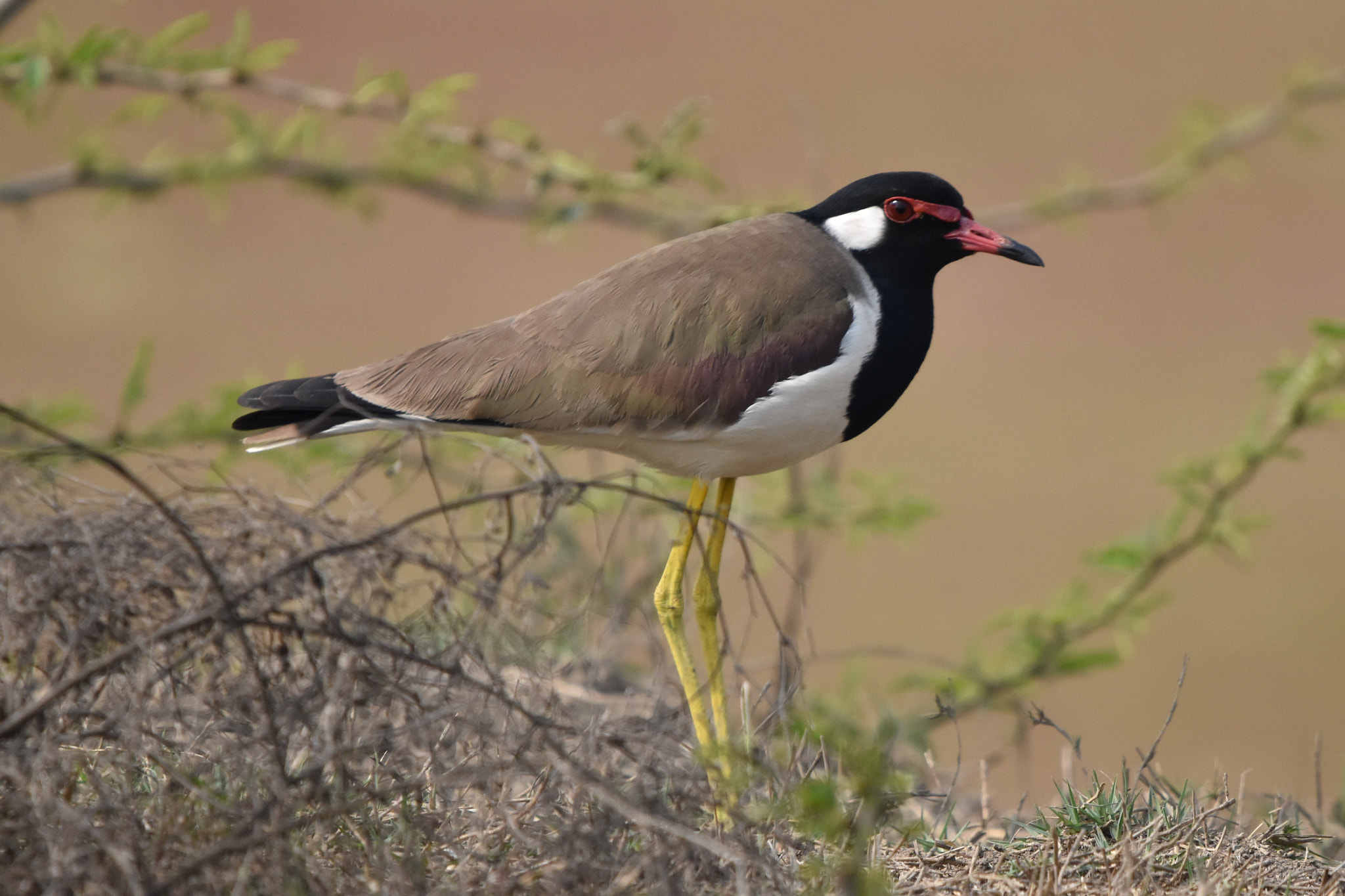 Sigma 150-600mm F5-6.3 DG OS HSM | C sample photo