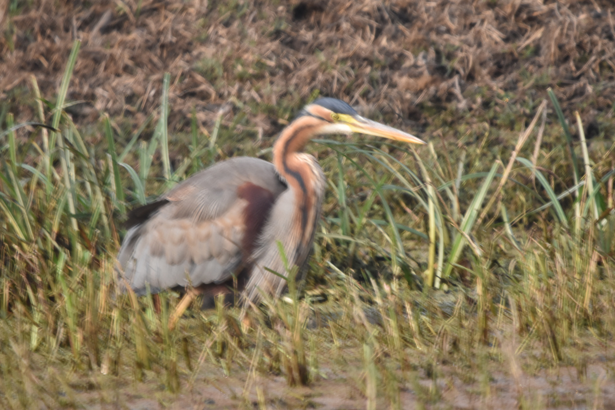 Sigma 150-600mm F5-6.3 DG OS HSM | C sample photo