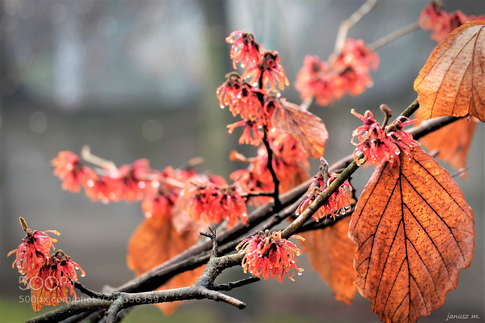 Fujifilm X-T10 sample photo. Witch-hazel photography