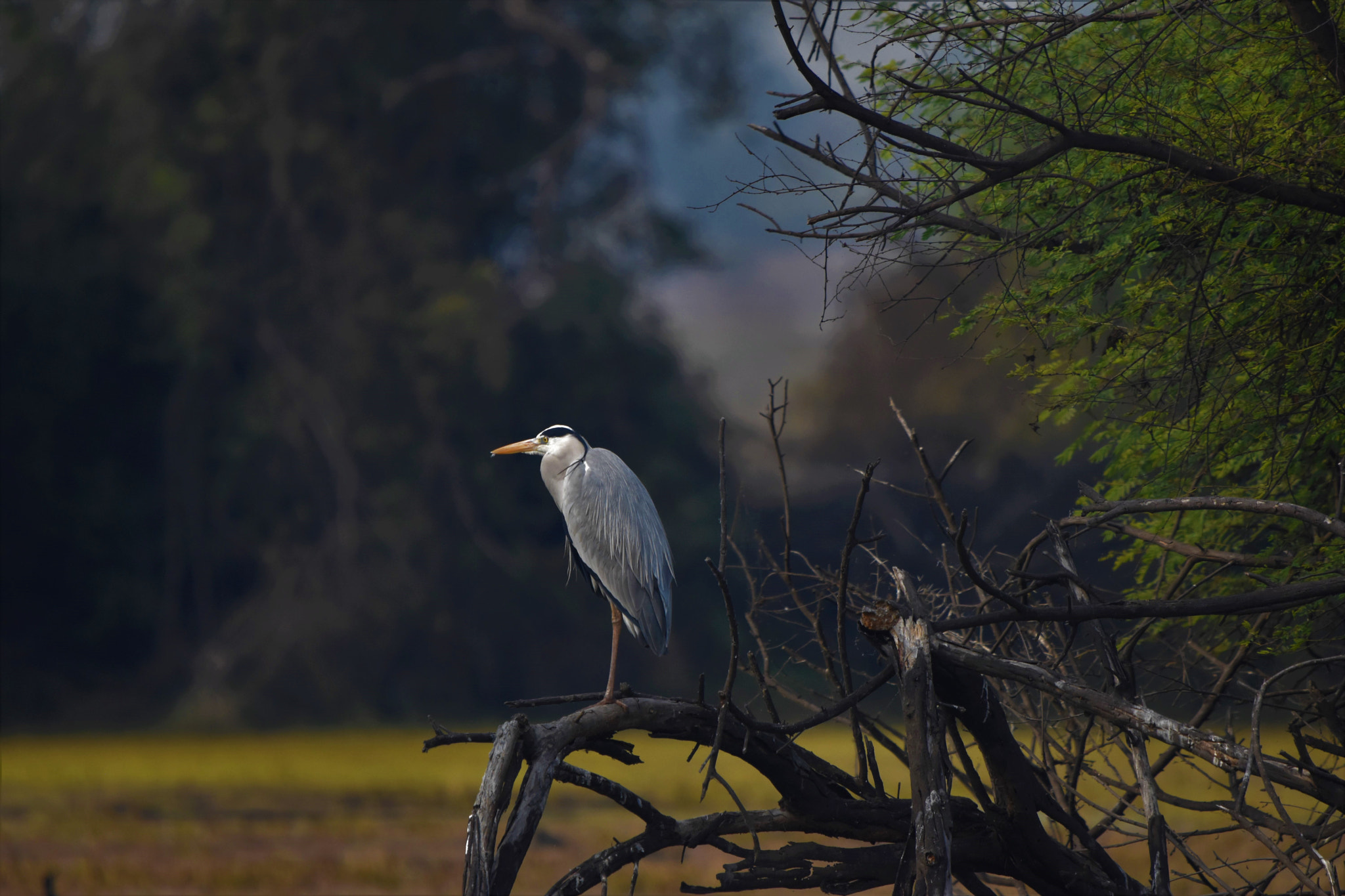 Nikon D5500 + Sigma 150-600mm F5-6.3 DG OS HSM | C sample photo