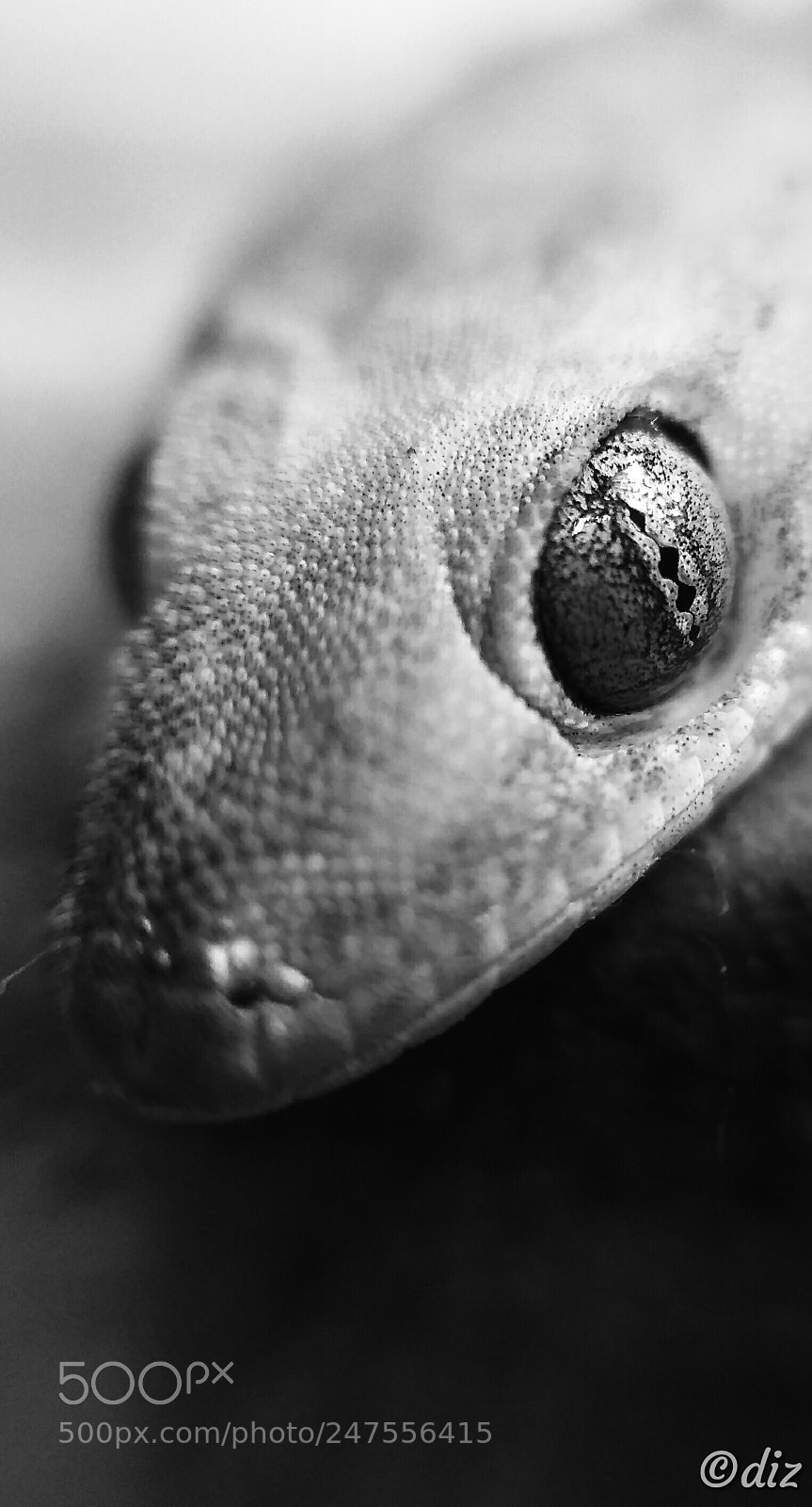 Xiaomi Redmi 3S sample photo. Reptilian photography