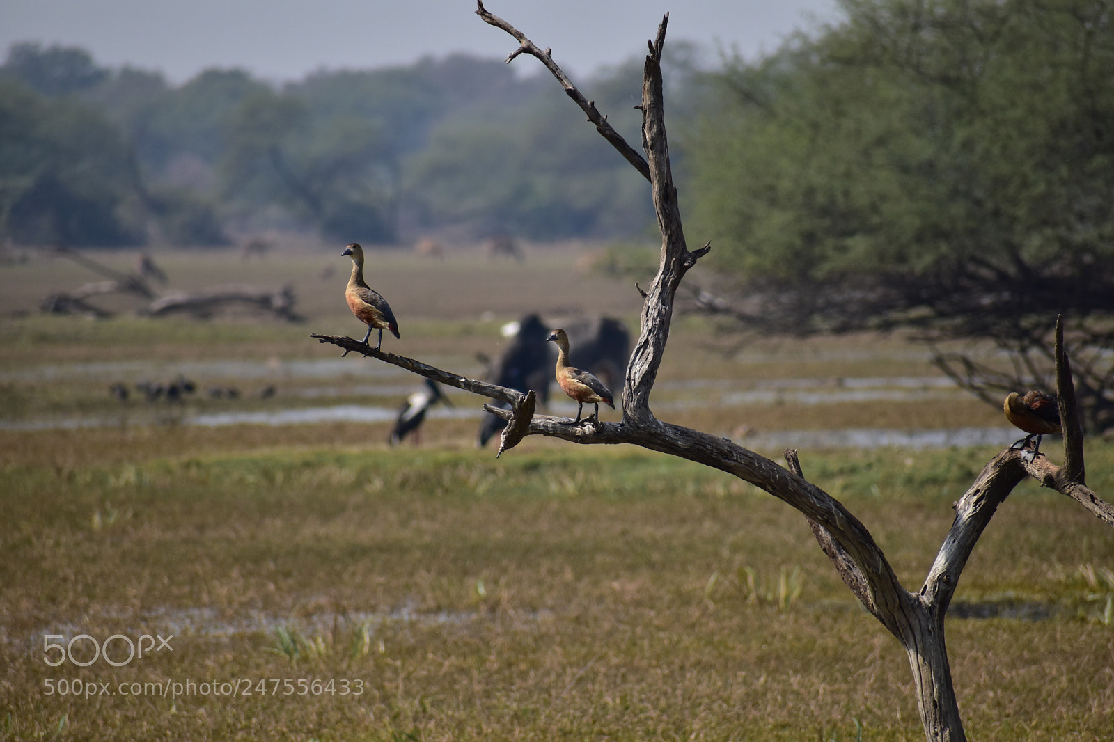 Nikon D5500 sample photo. Untitled photography