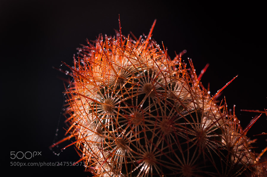 Nikon D90 sample photo. Cactus(a) photography