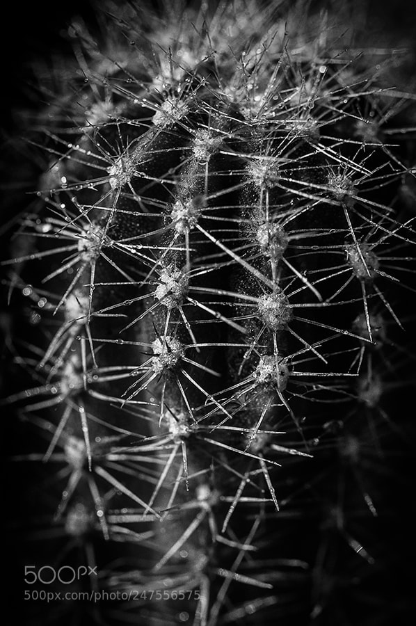 Nikon D90 sample photo. Cactus photography