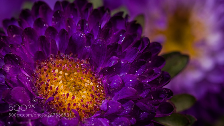 Nikon D90 sample photo. Purple floweeeerrr photography