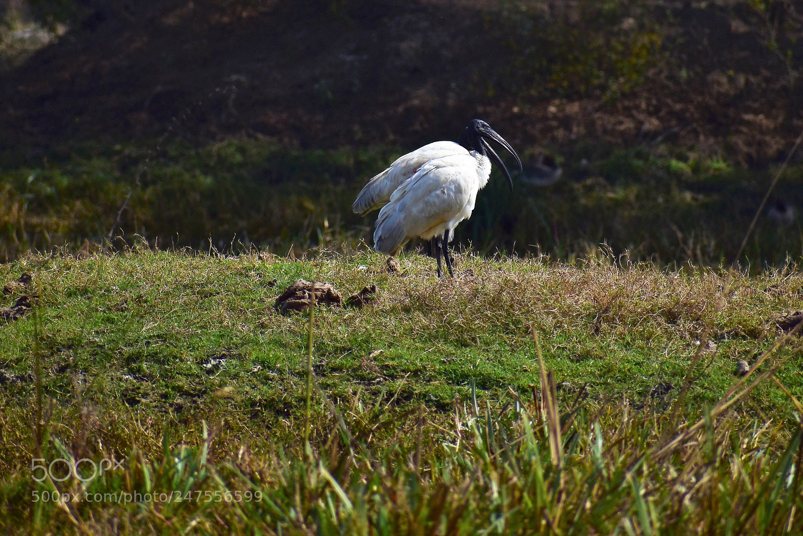 Nikon D5500 sample photo. Untitled photography