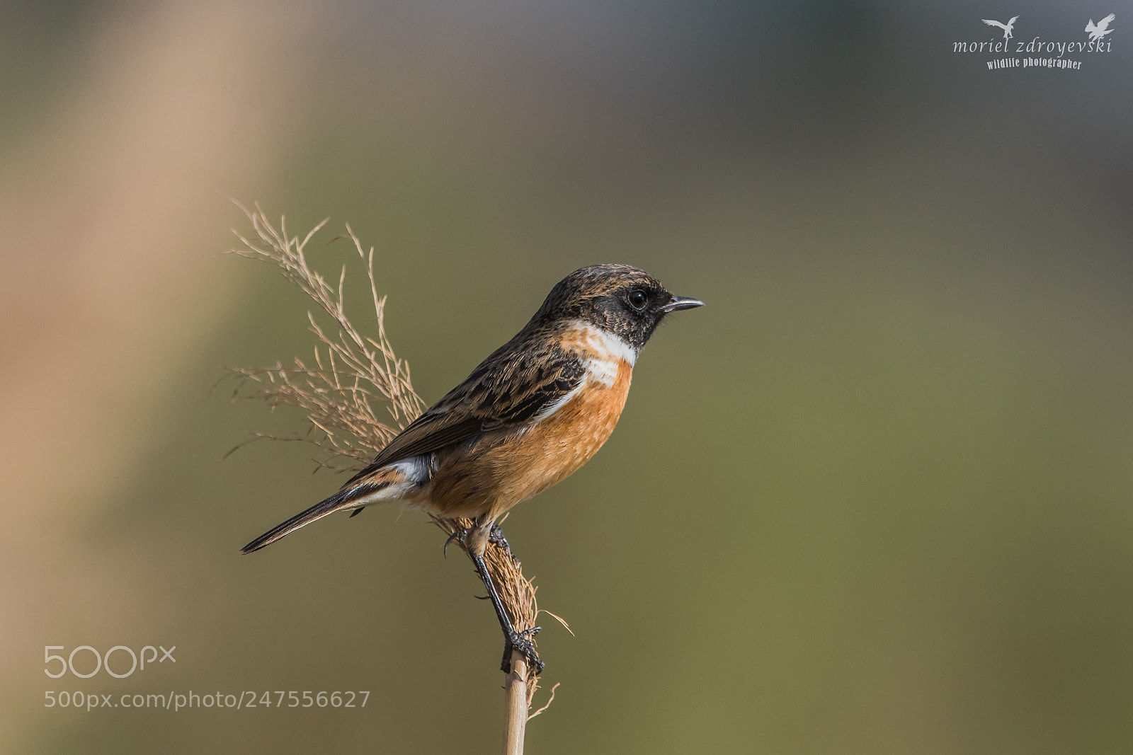 Nikon D5500 sample photo. Common stonechat photography