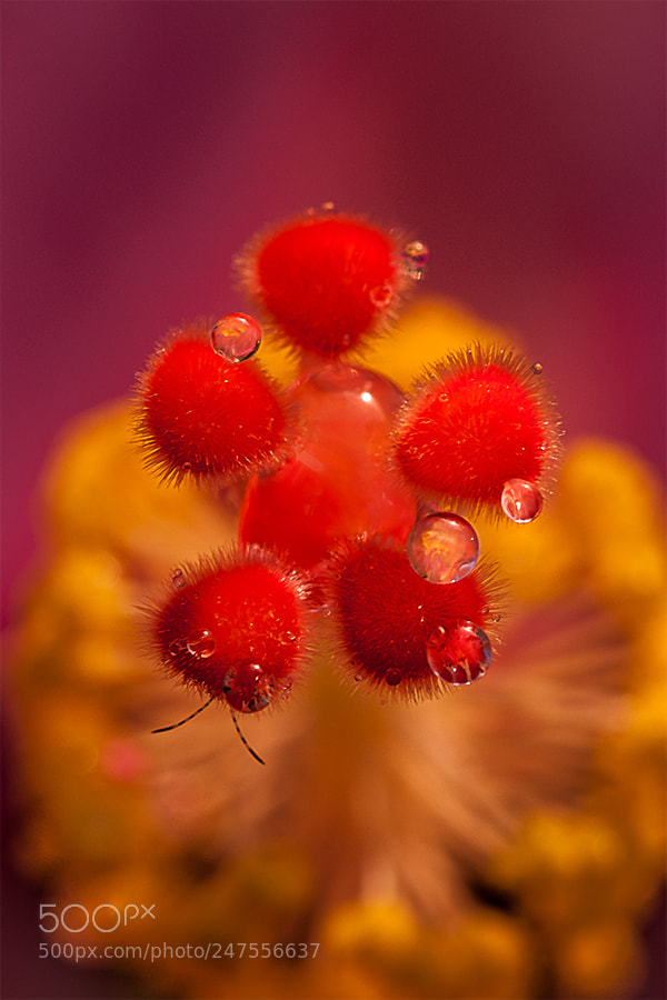 Nikon D90 sample photo. Sbcf dew photography