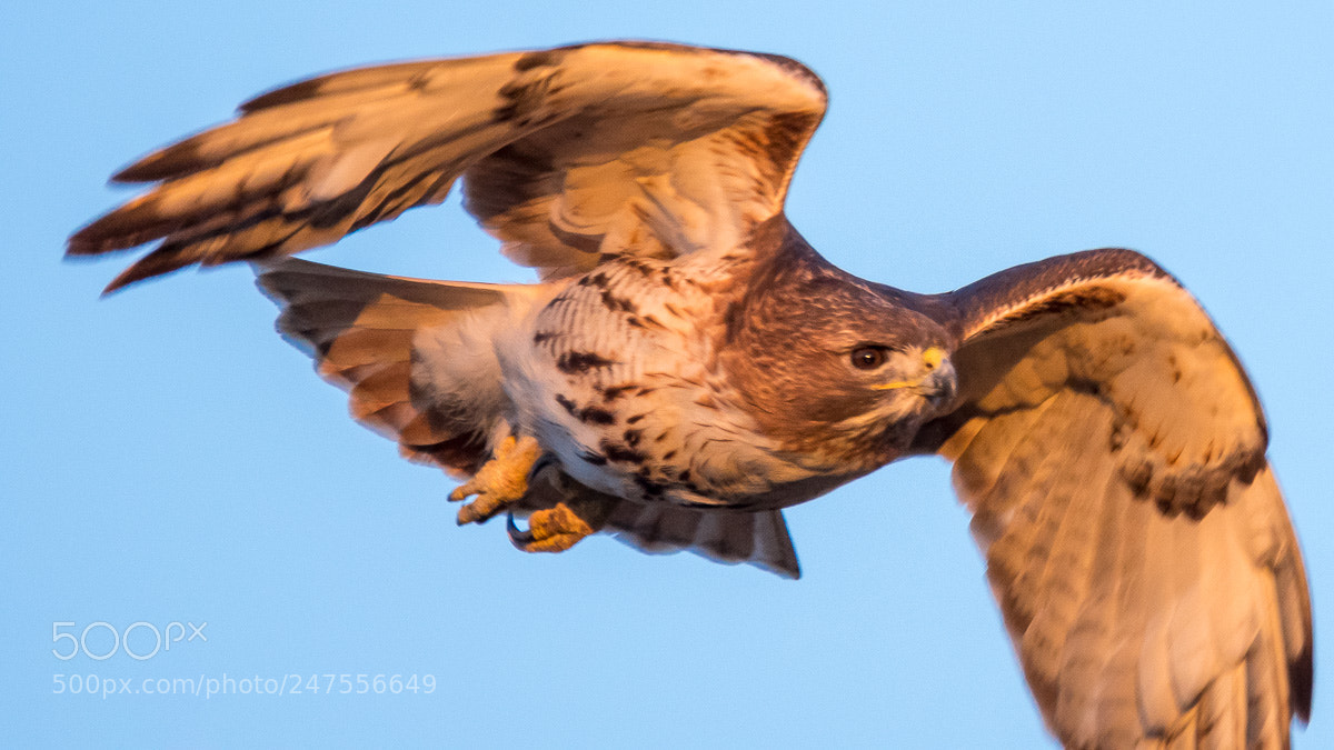 Nikon D500 sample photo. Red tail hawk in photography