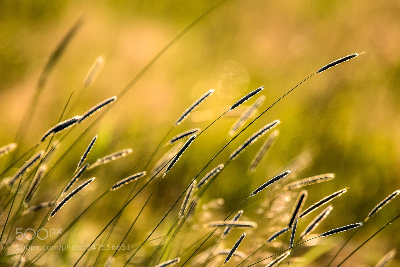 Canon EOS 7D Mark II sample photo. Grass photography