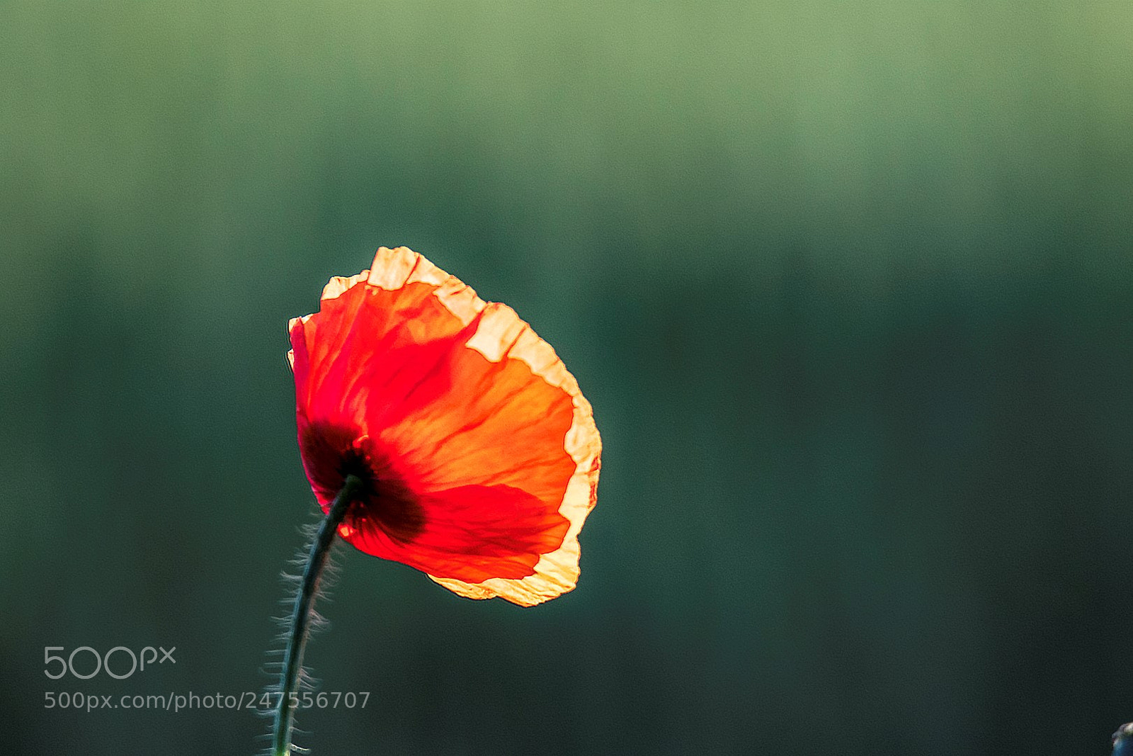 Canon EOS 7D Mark II sample photo. Poppy photography