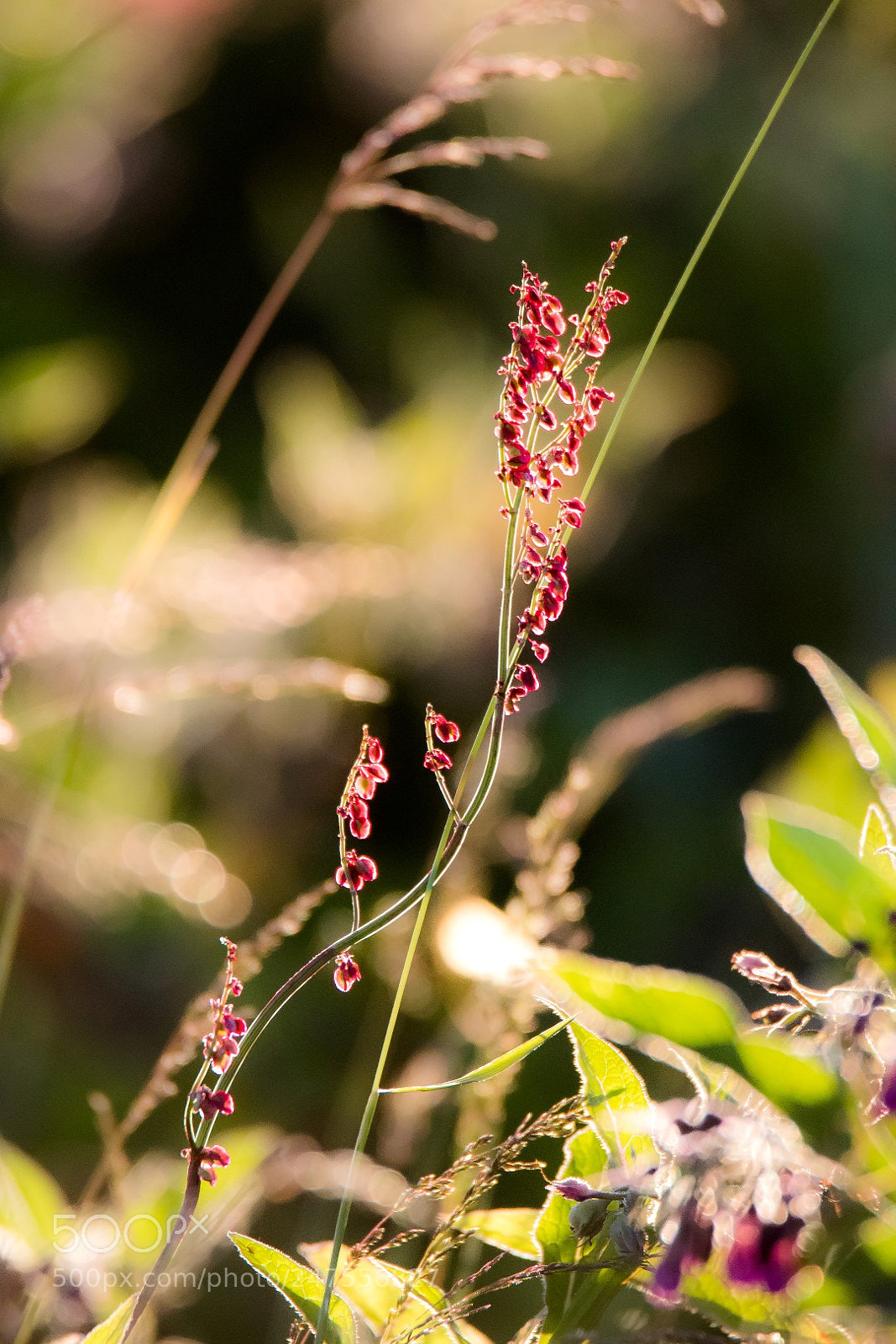 Canon EOS 7D Mark II sample photo. Rumex acetosa photography