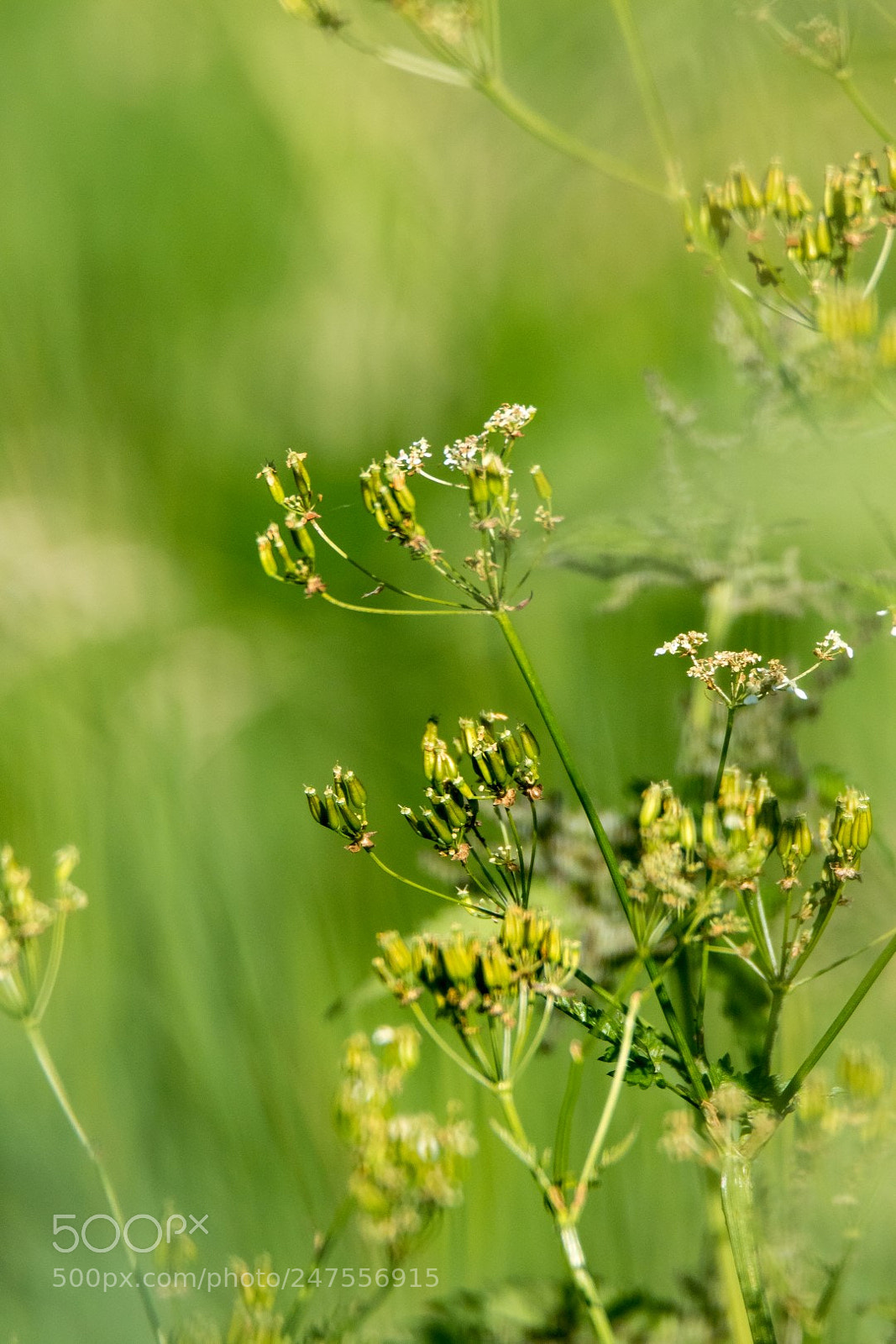 Canon EOS 7D Mark II sample photo. Green photography