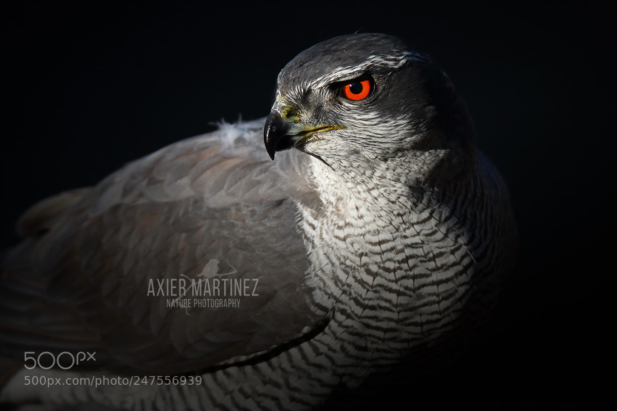 Canon EOS 7D Mark II sample photo. Northern goshawk photography