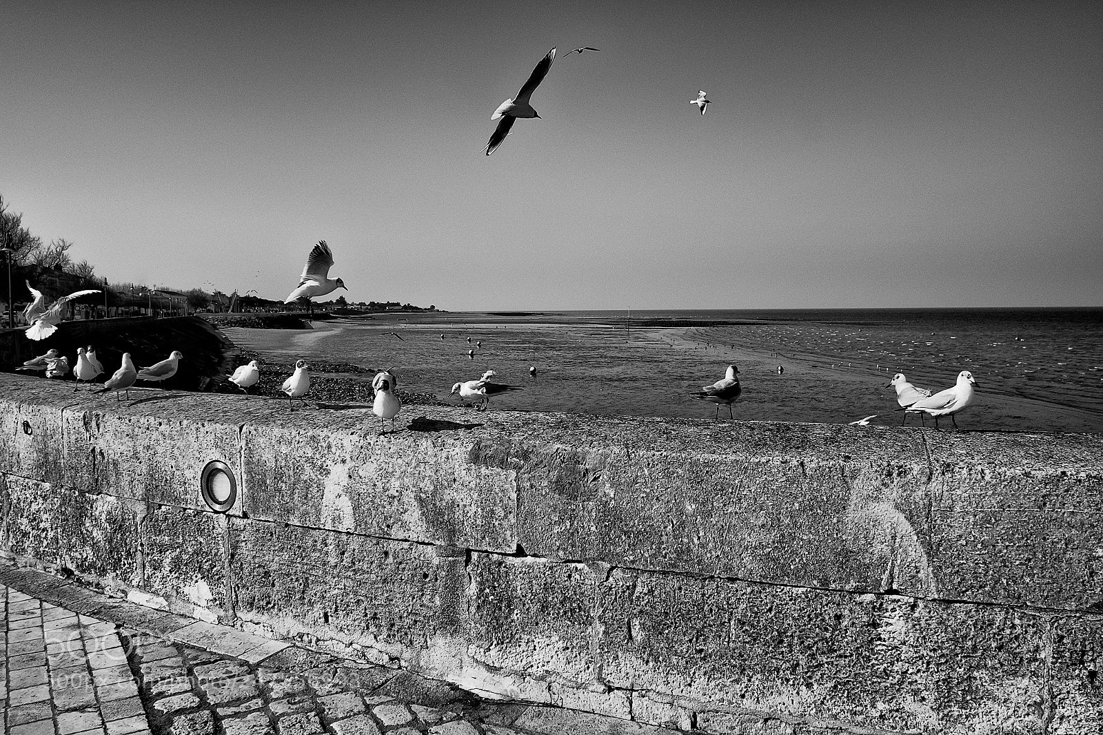 Fujifilm X-Pro1 sample photo. L'envol photography