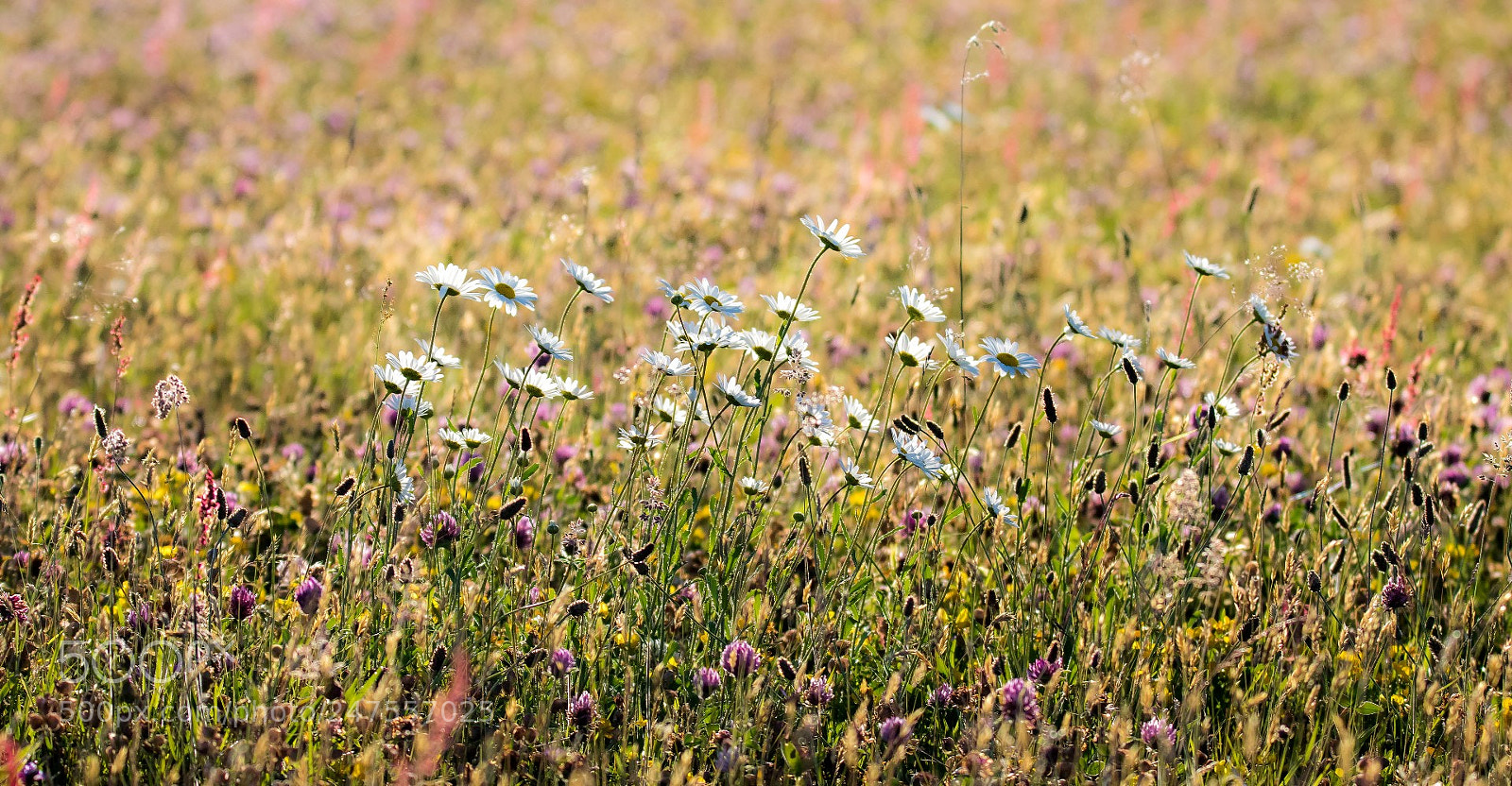 Canon EOS 7D Mark II sample photo. Meadow photography
